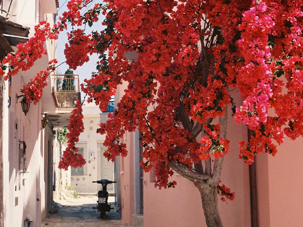 Tree with red flowers.