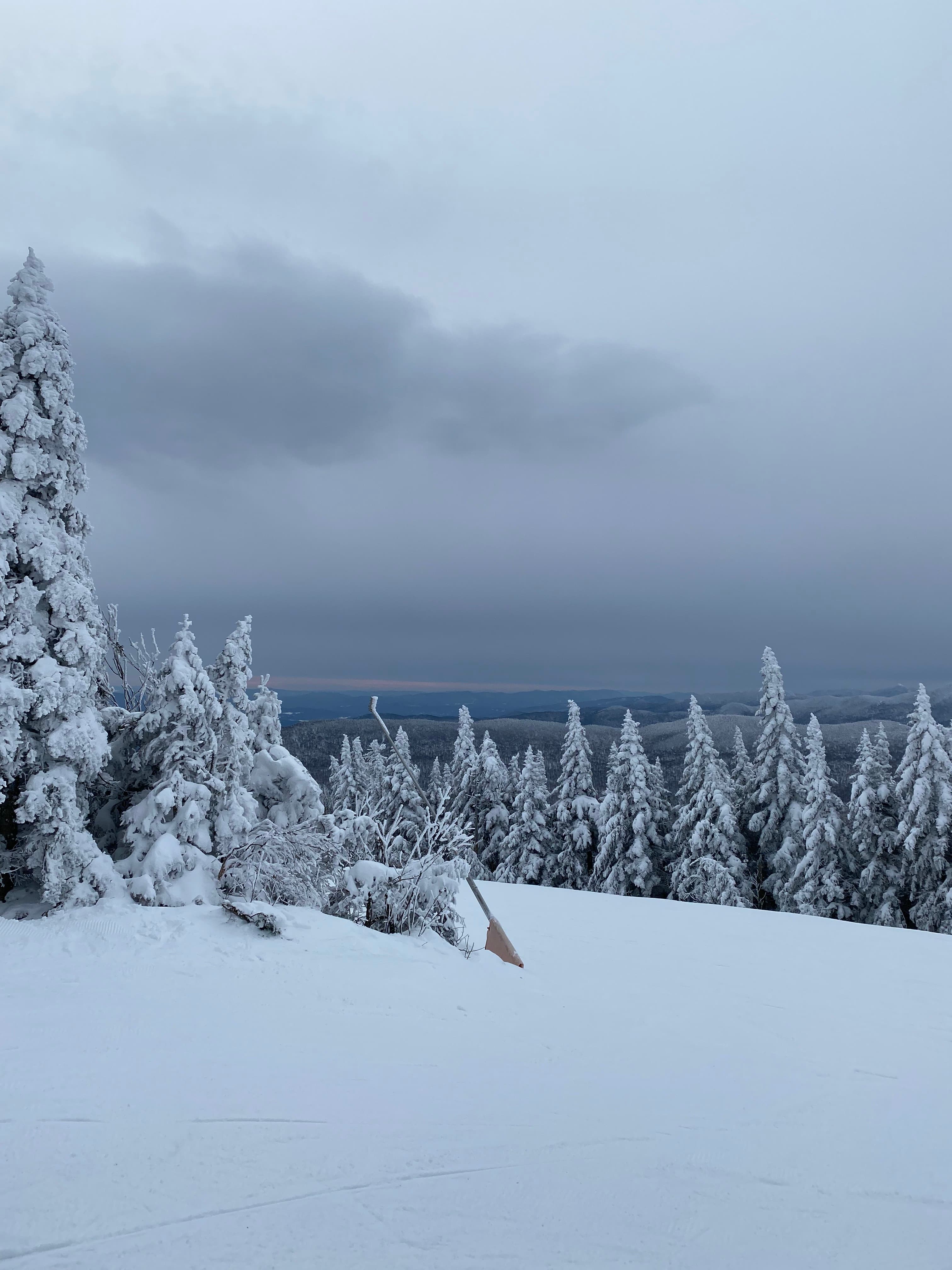 snow covered trees