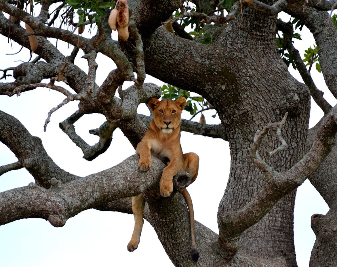 Animal posing on a tree branch