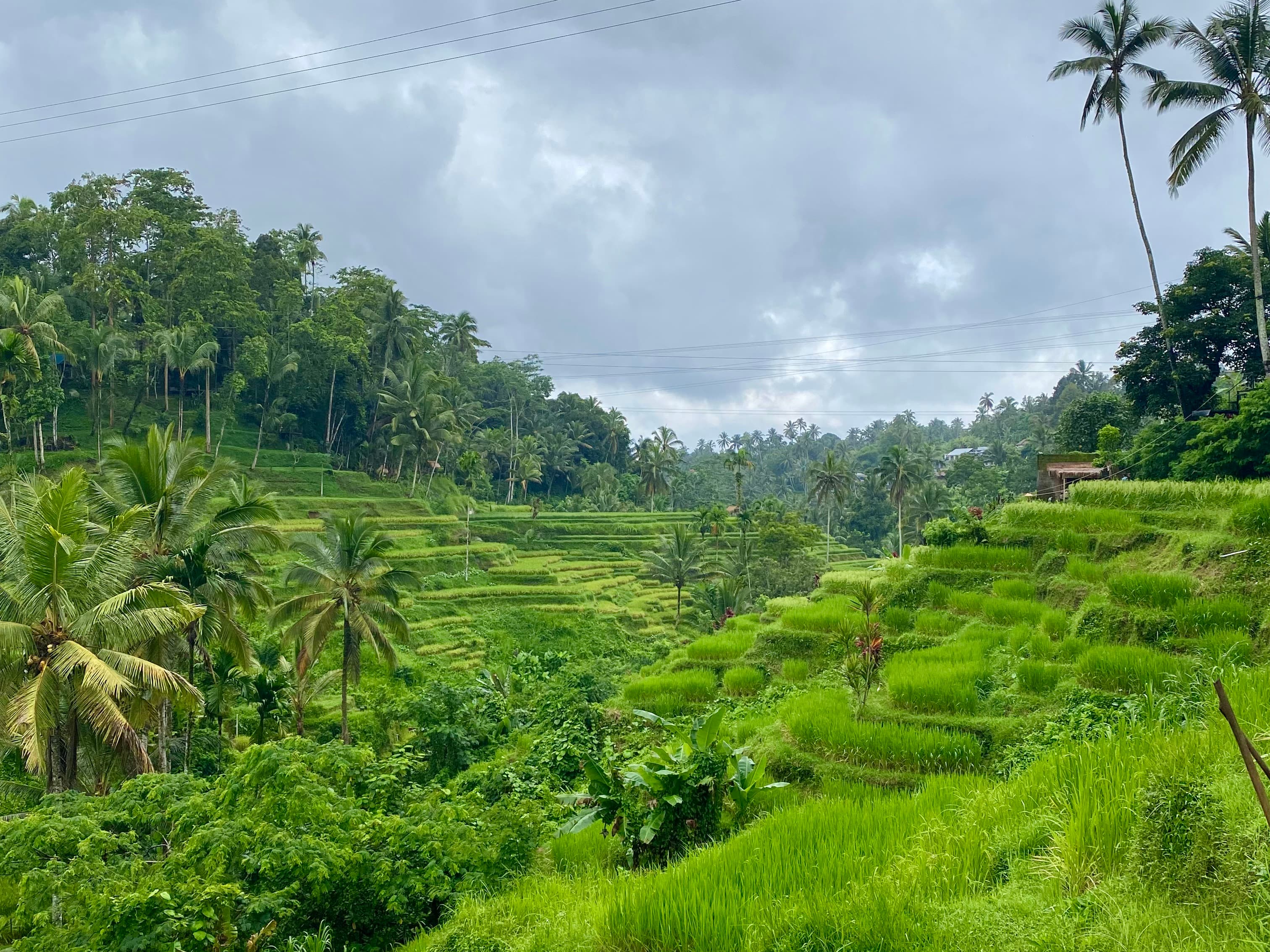 A beautiful view of lush green fields