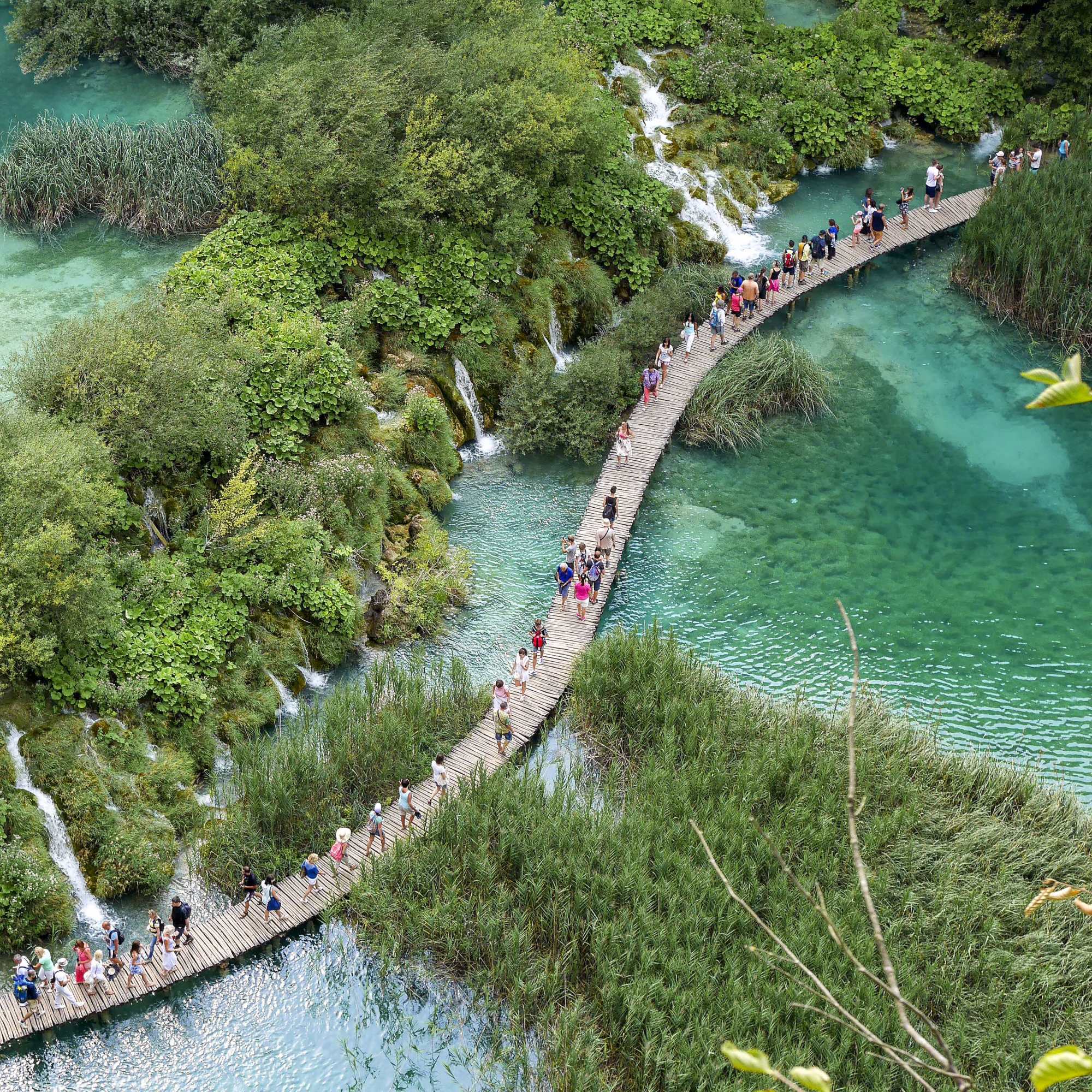bridge through jungle
