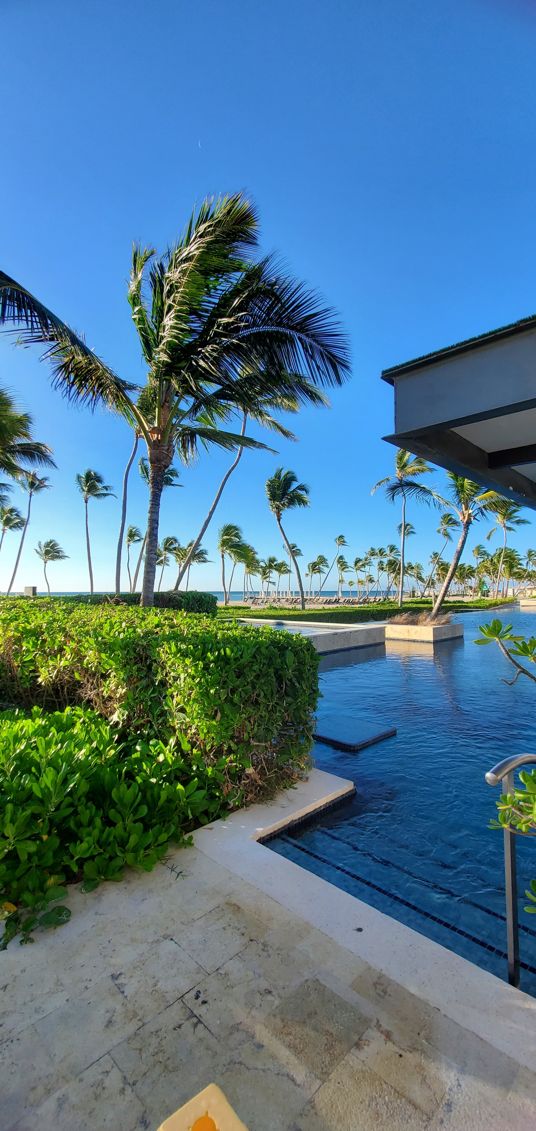 A beautiful pool view with palm trees