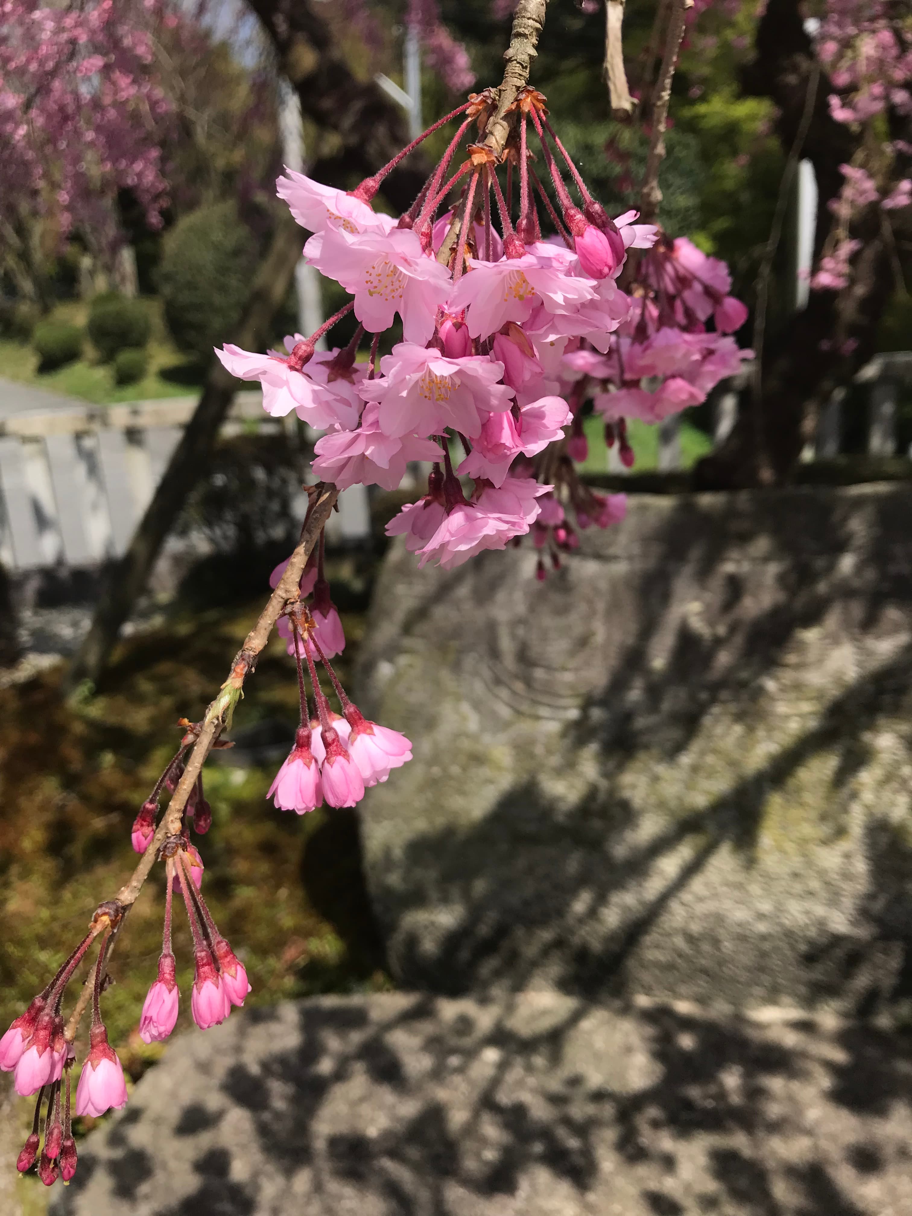 A beautiful picture of pink flower