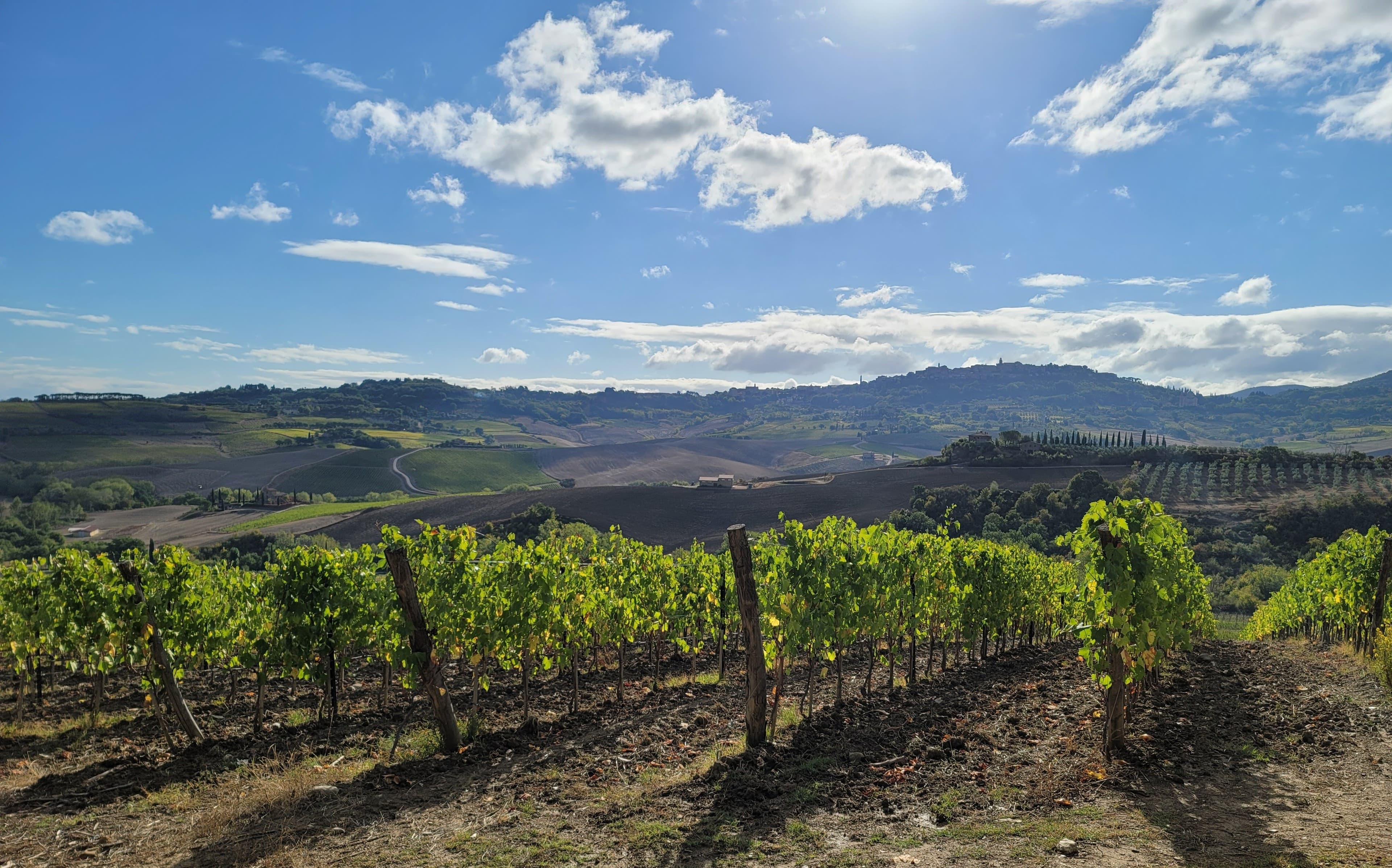 An aesthetic vineyard view