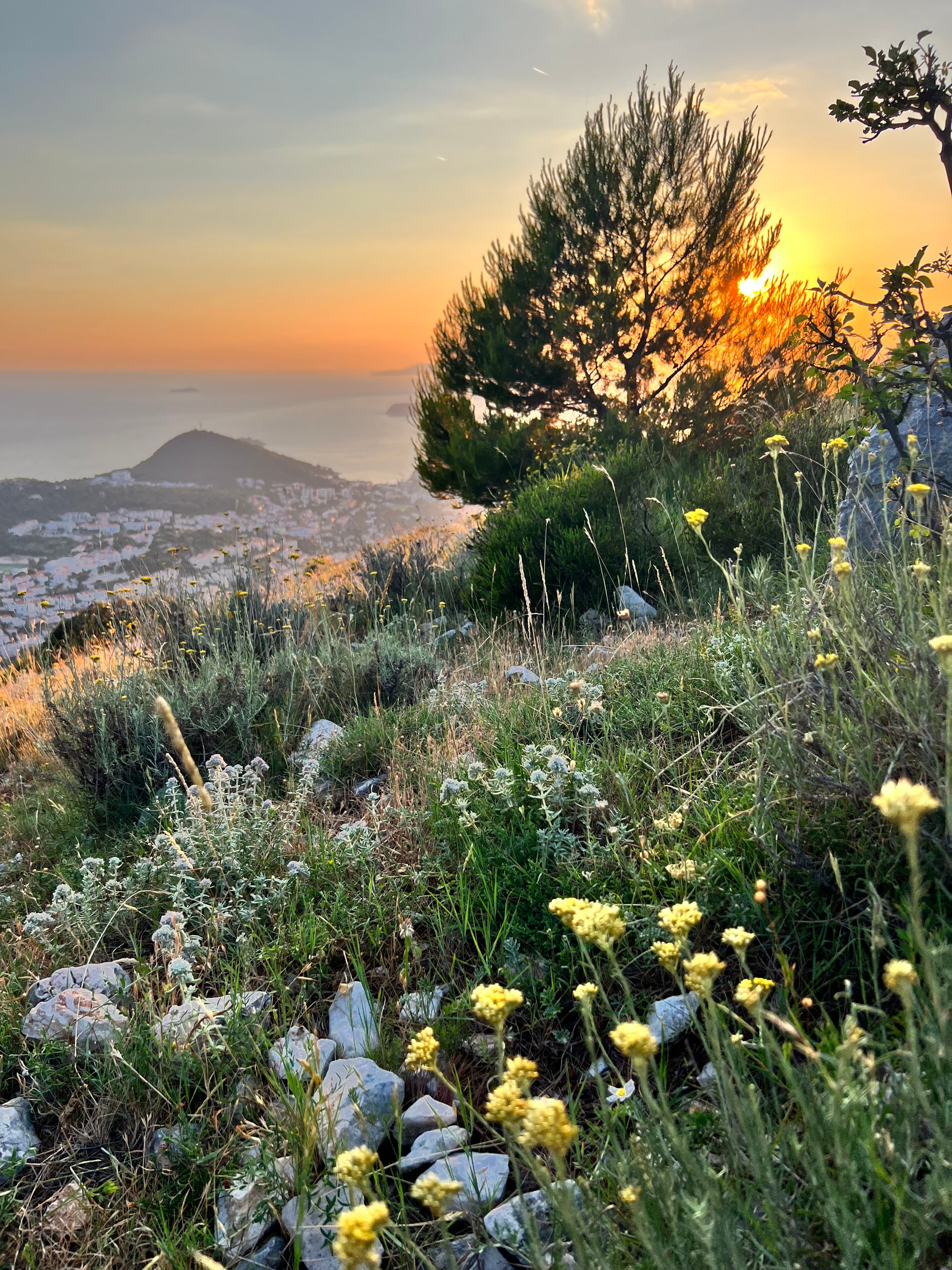 Yellow wildflowers spread across the green grass on a mountain with the golden sunset shining behind a tree in the distance