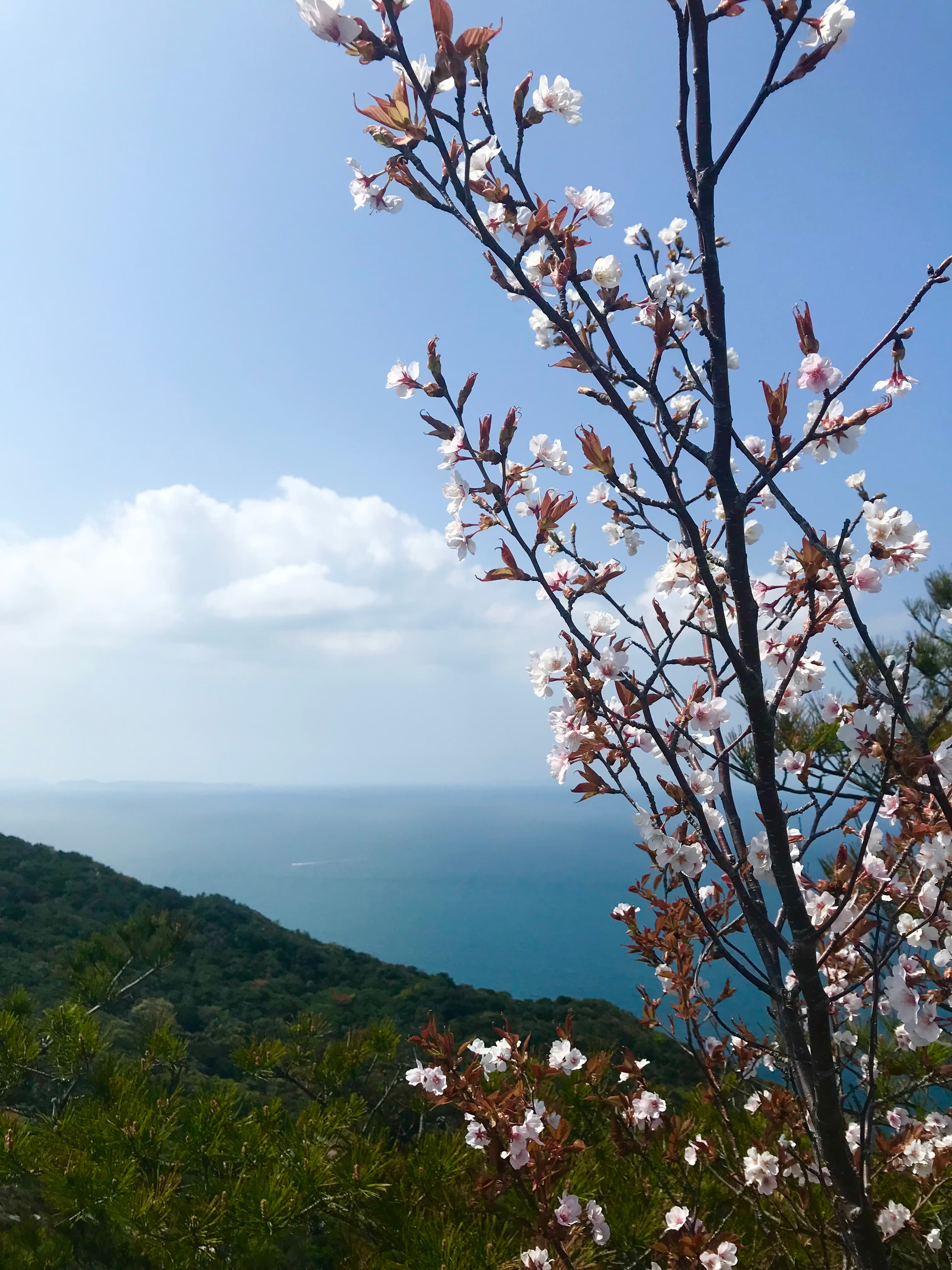 A beautiful view of sky with flowers