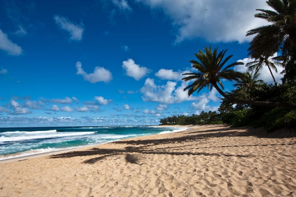 A view of the sandy beach, palm trees and ocean with waves rolling in on the shore.