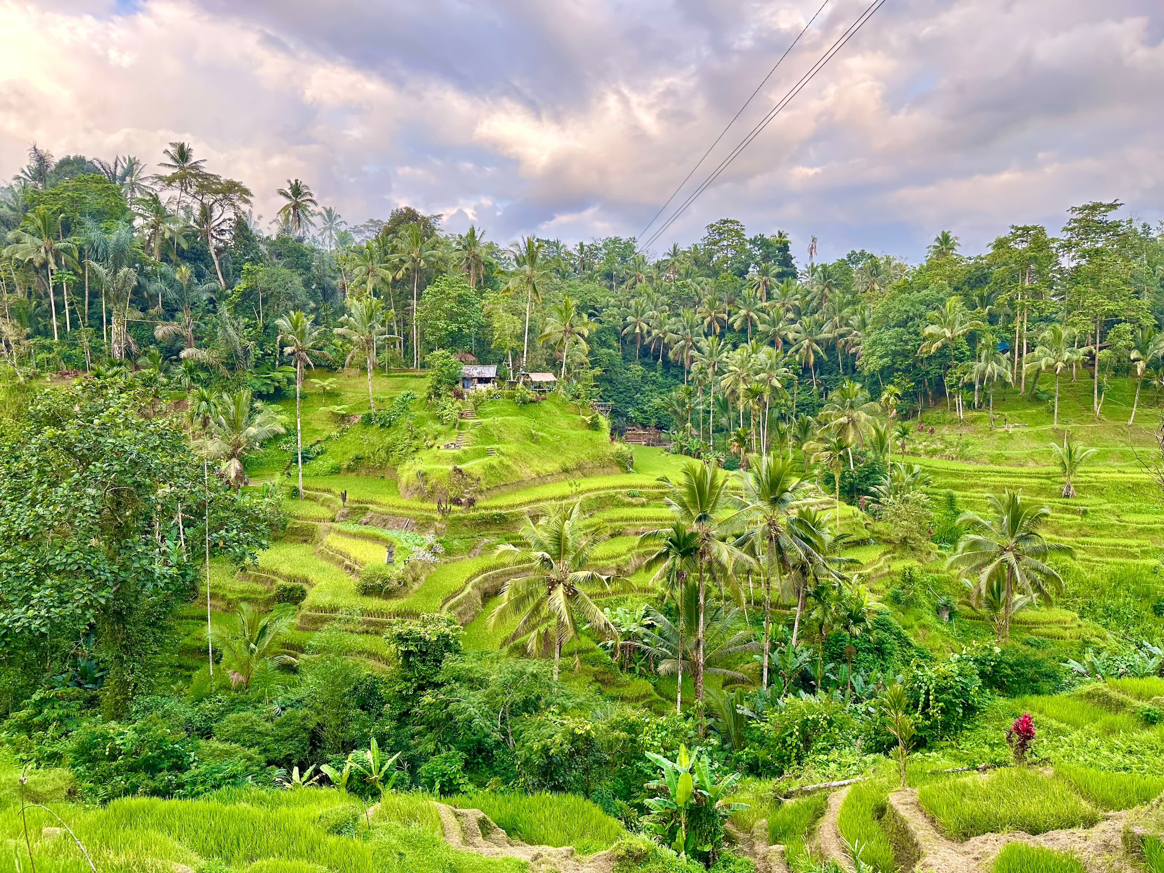 Picture of a lush green plantation