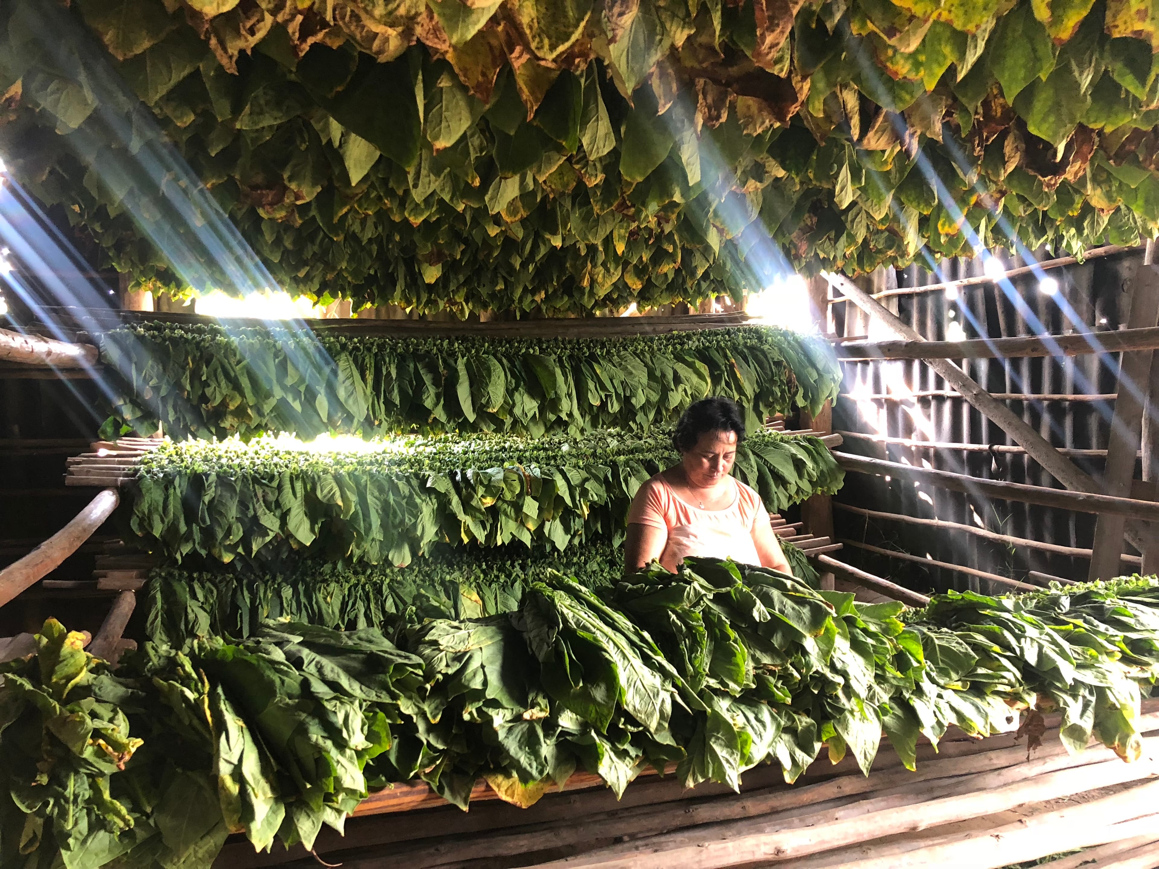 Tobacco leaves in Cuba