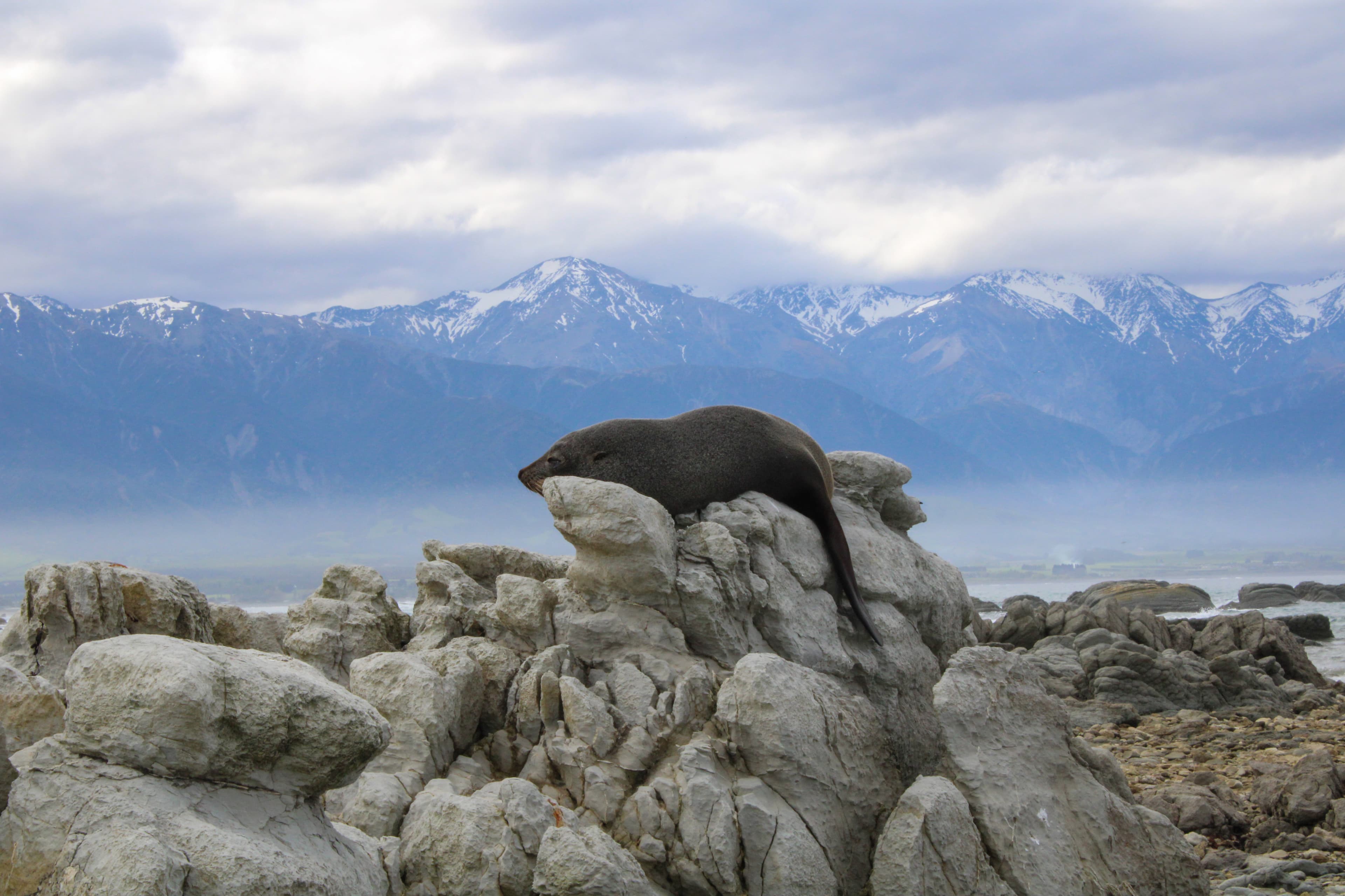 Fur seal resting on a rock