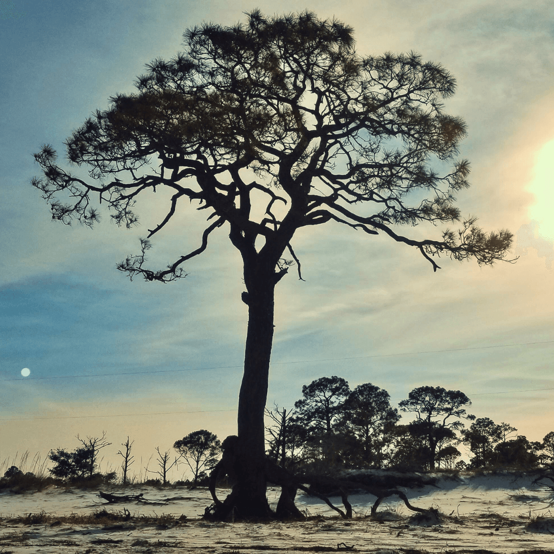 silhouette of a a tree at sunset