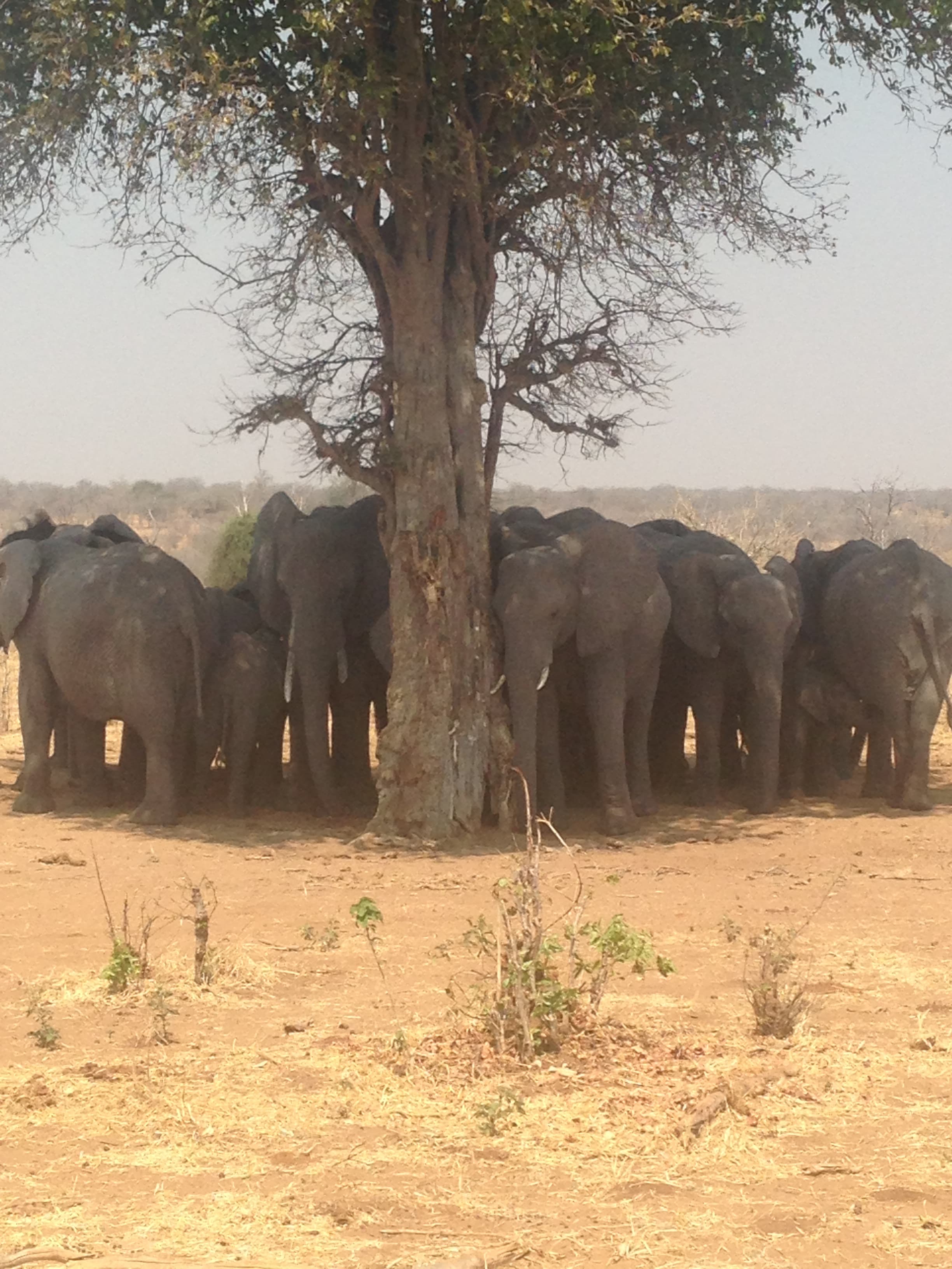 A herd of elephants