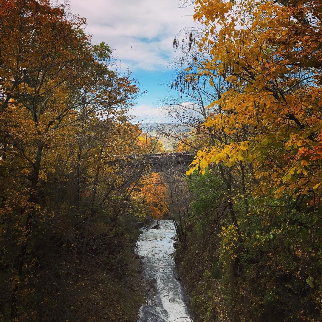 View of trees and water