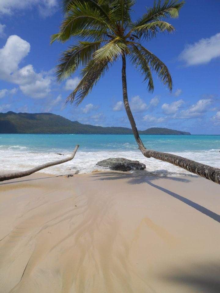 View of a tree at the beach