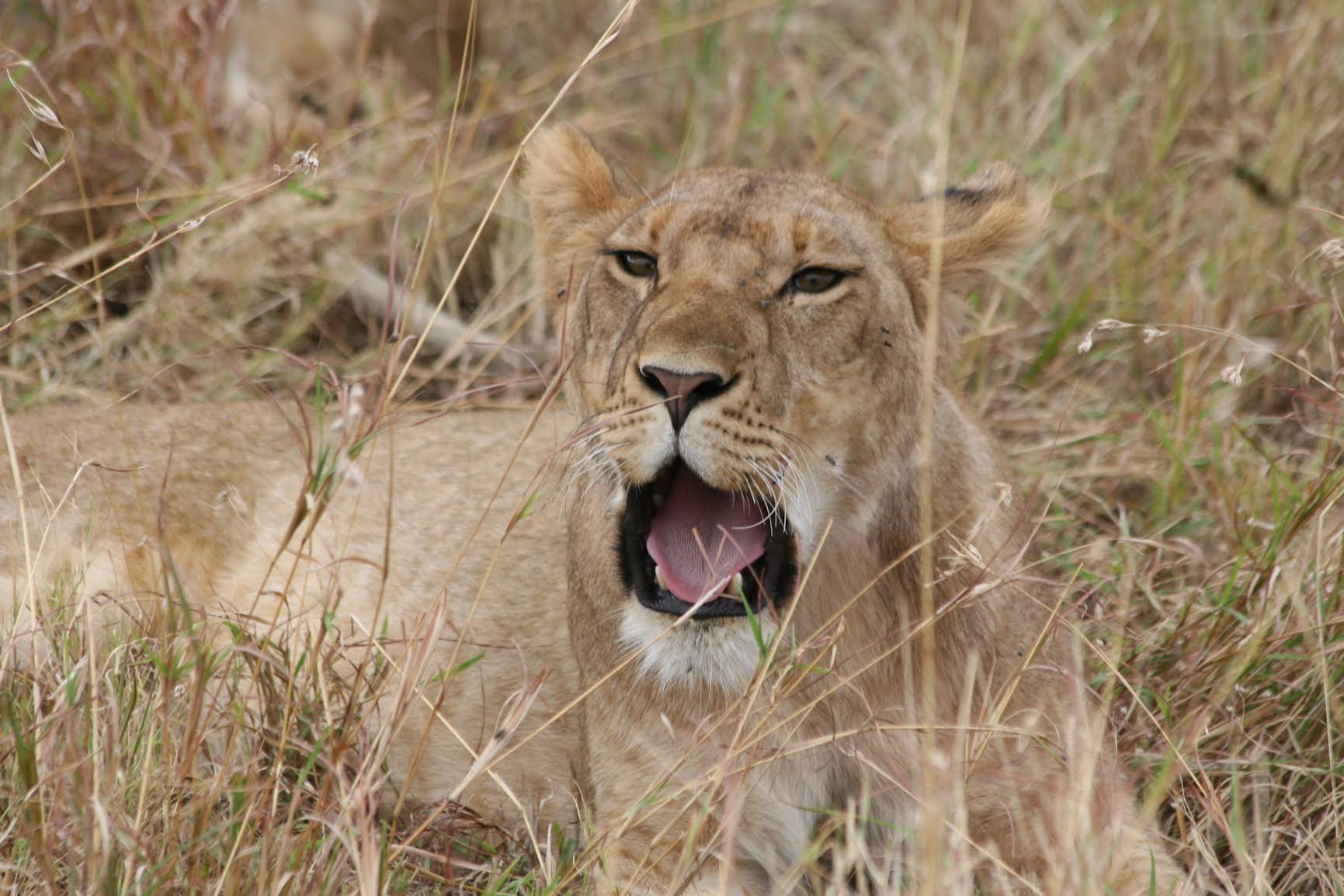 A picture of lioness roaring