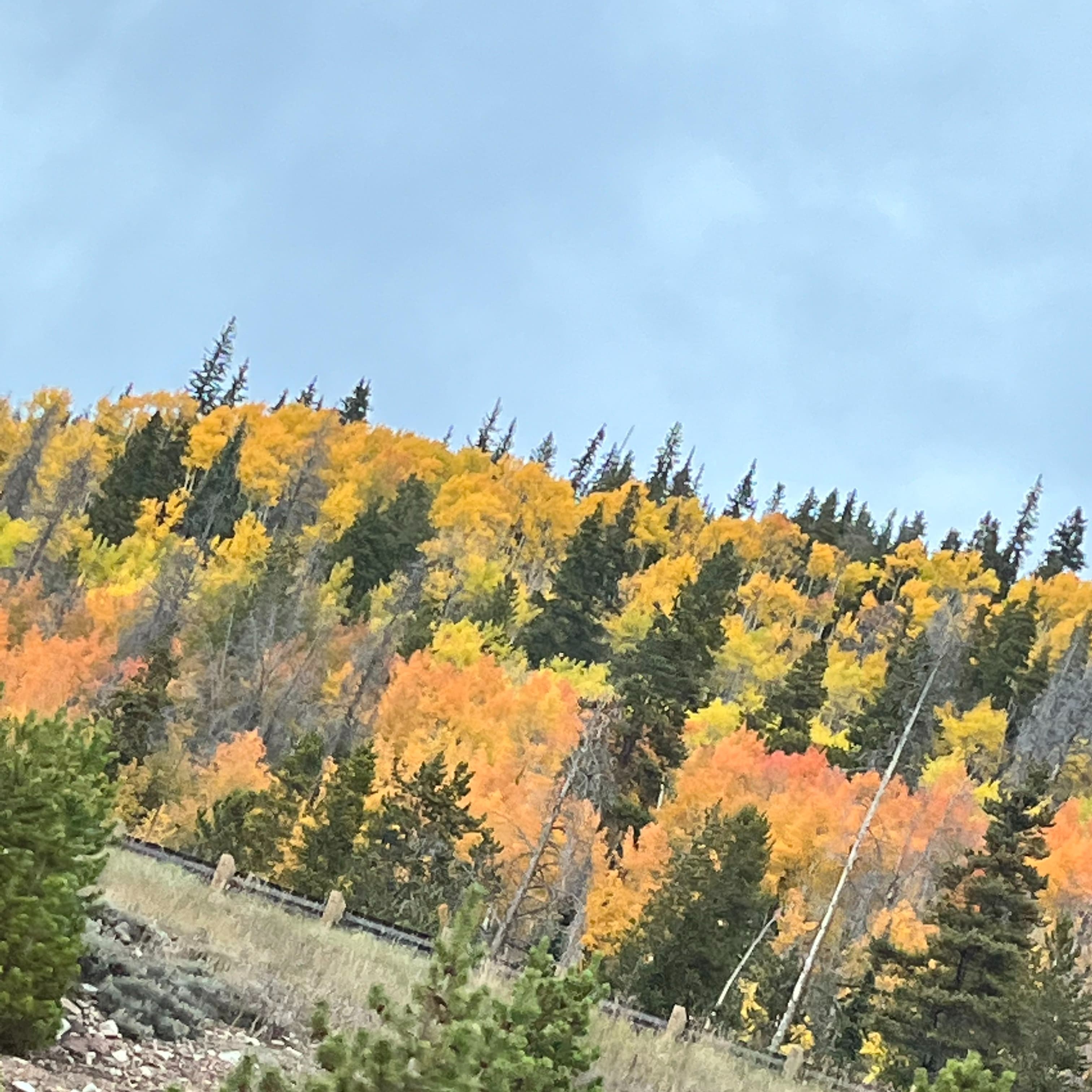 Picture of a beautiful forest