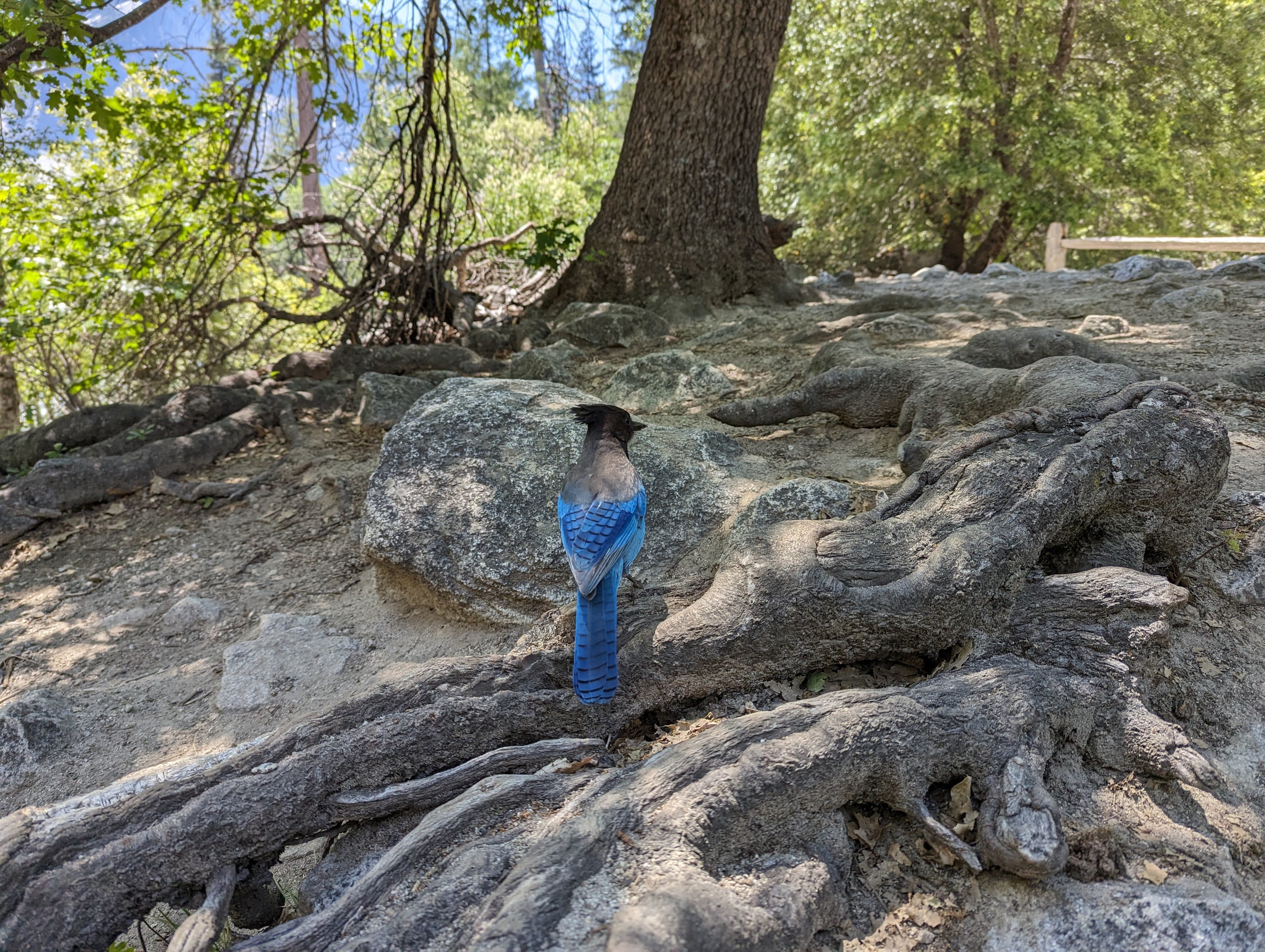Travel advisor posing in woods