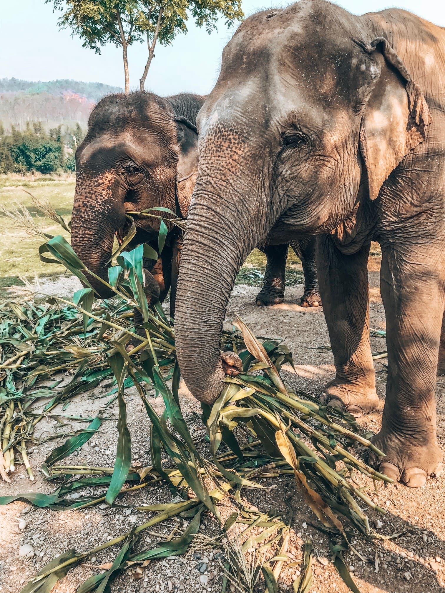 Two elephants eating shrub in the safari desert