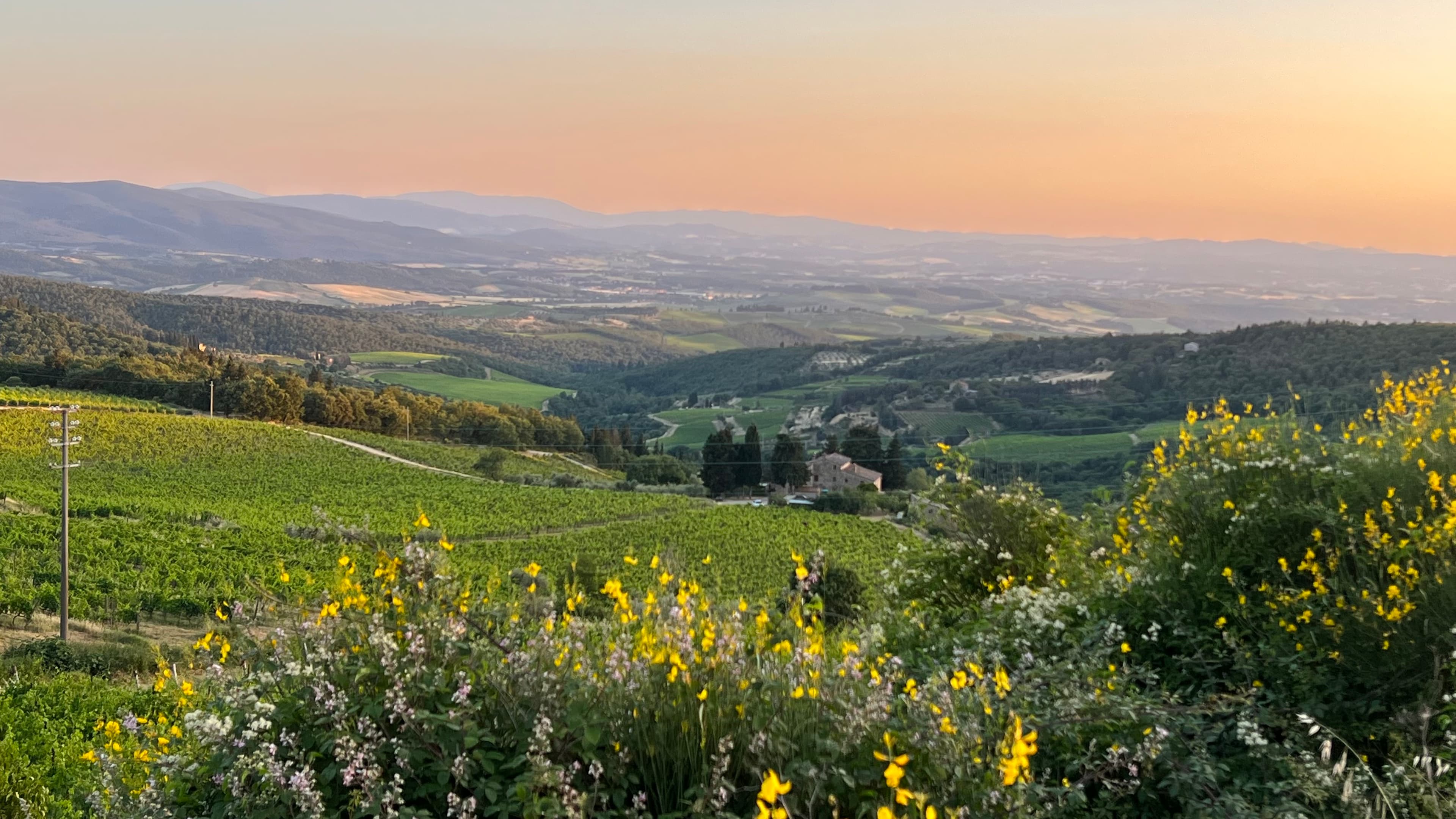 Yellow wildflowers and rolling green hills known as Santuario Madonna di San Luca at sunset