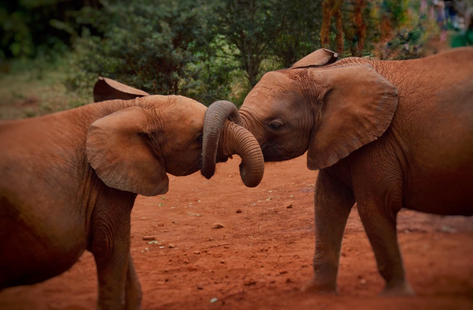Two elephants joining their trunks.