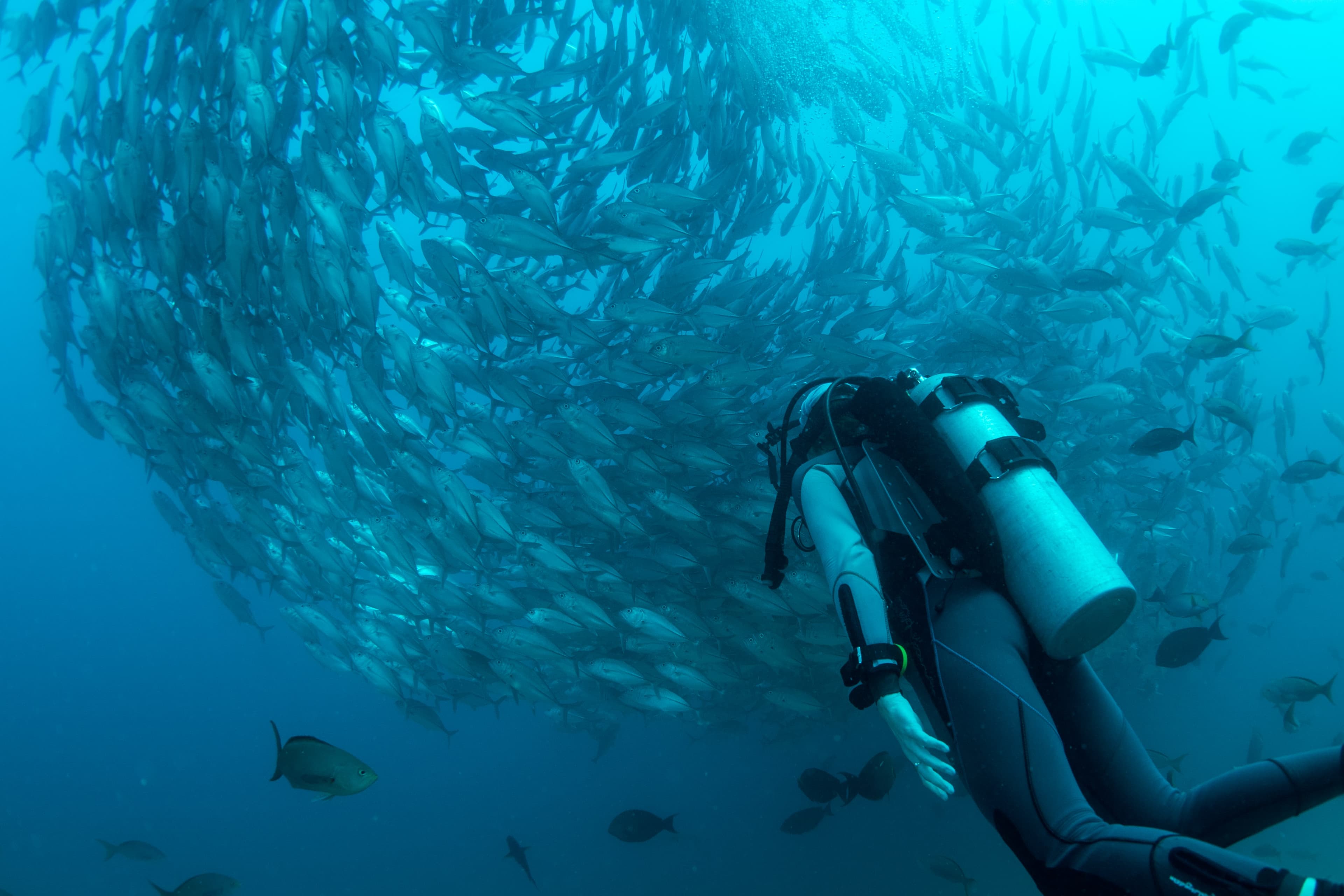 Advisor - Best Diving Destinations Around the World by Month