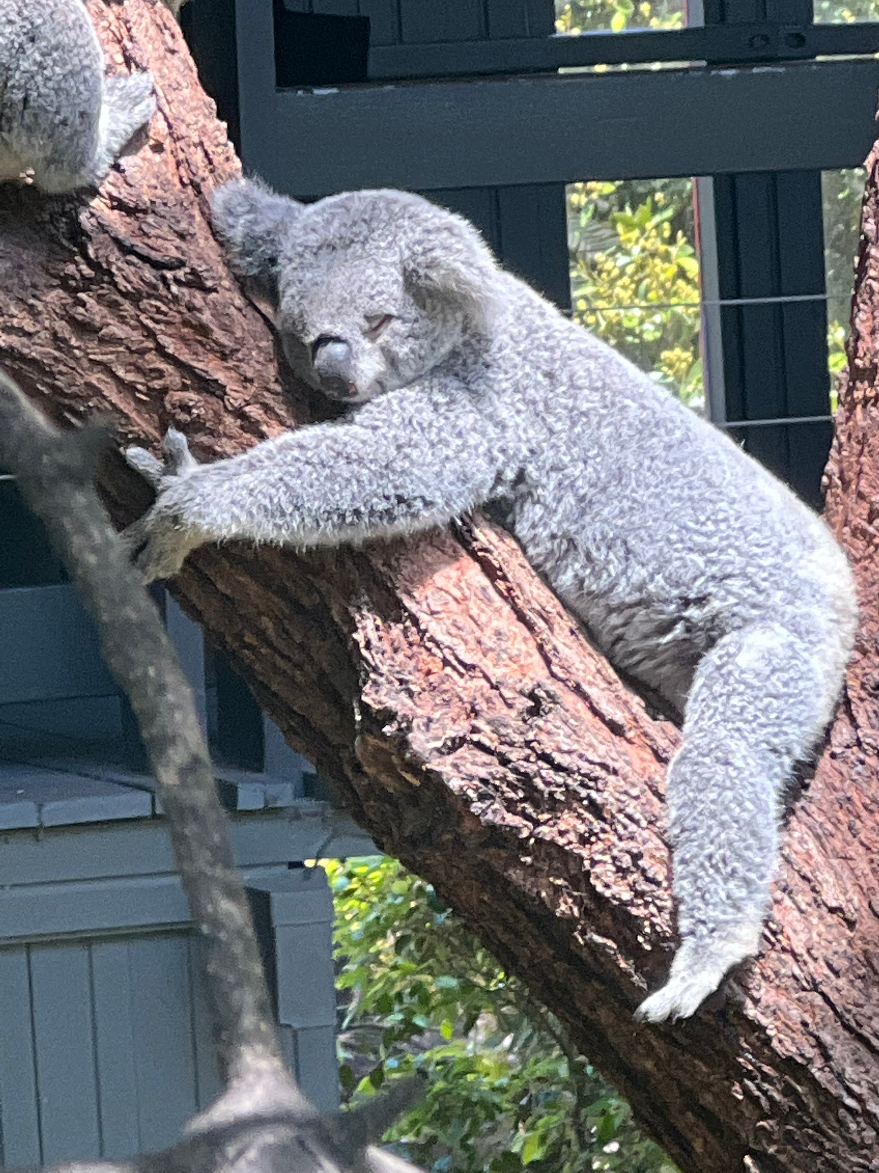 A koala hugging a tree with a grey building in the background