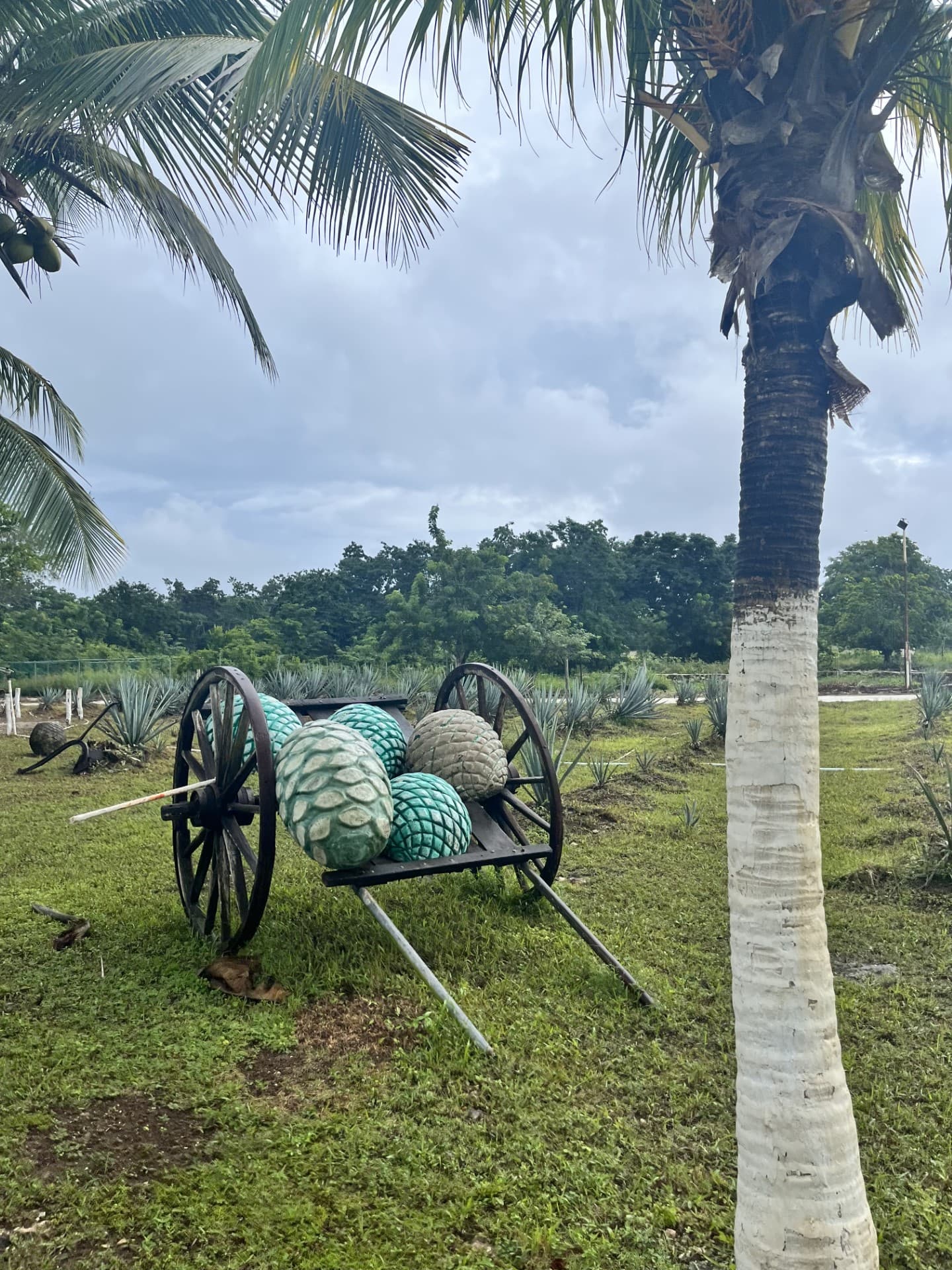 View of garden decoration