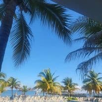 Multiple palm trees on the beach with the ocean in the background under a clear blue sky