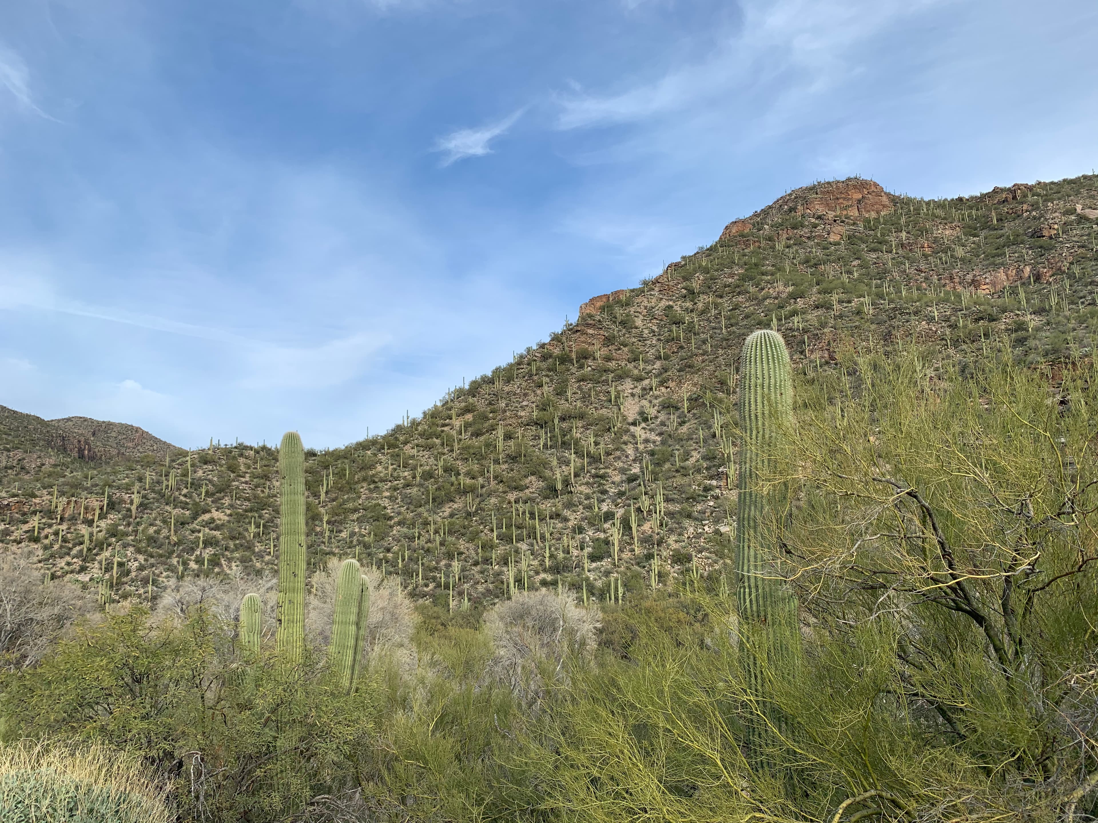 Cactus growing in the wild on a mountain