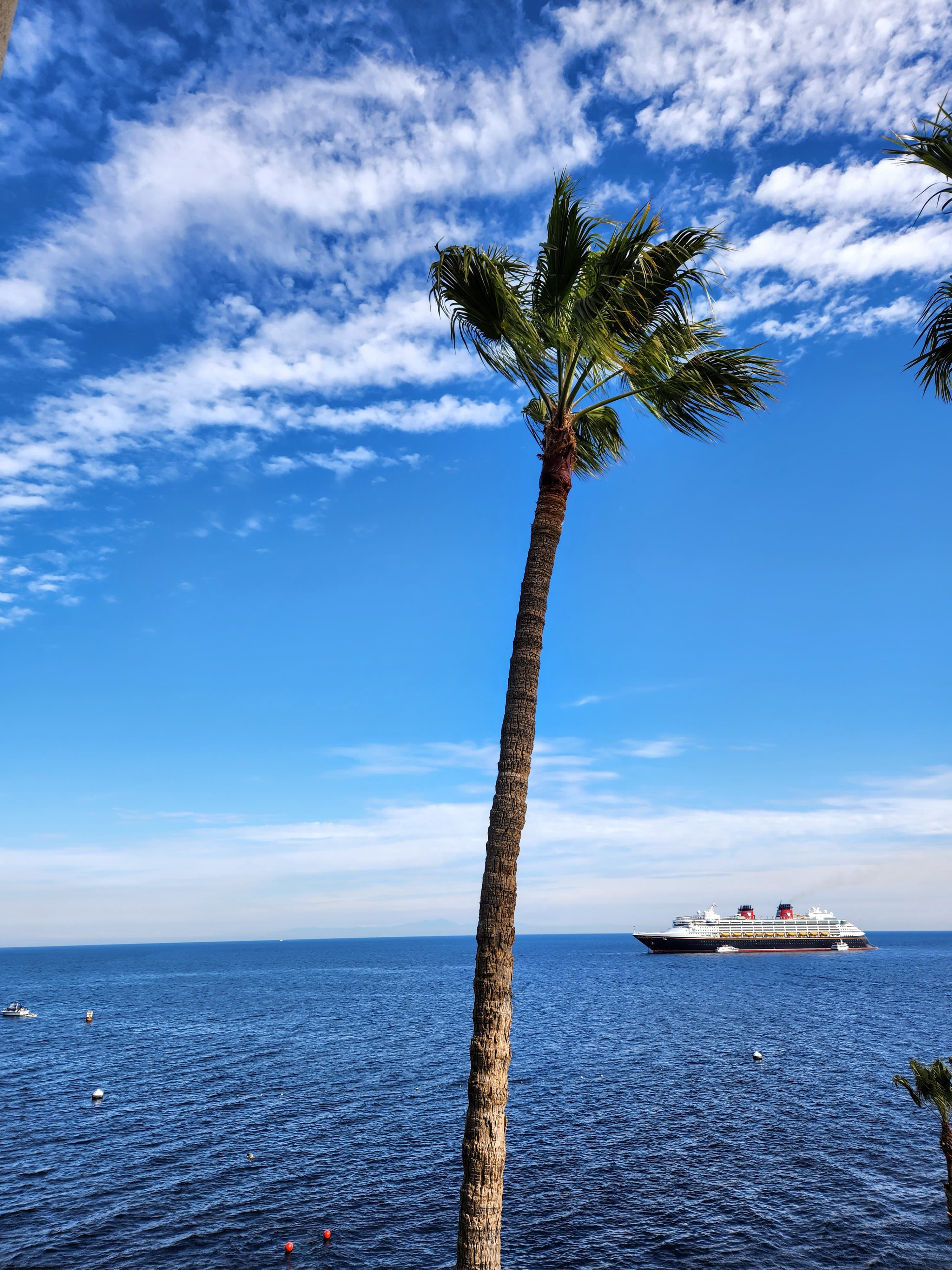 palm tree photo