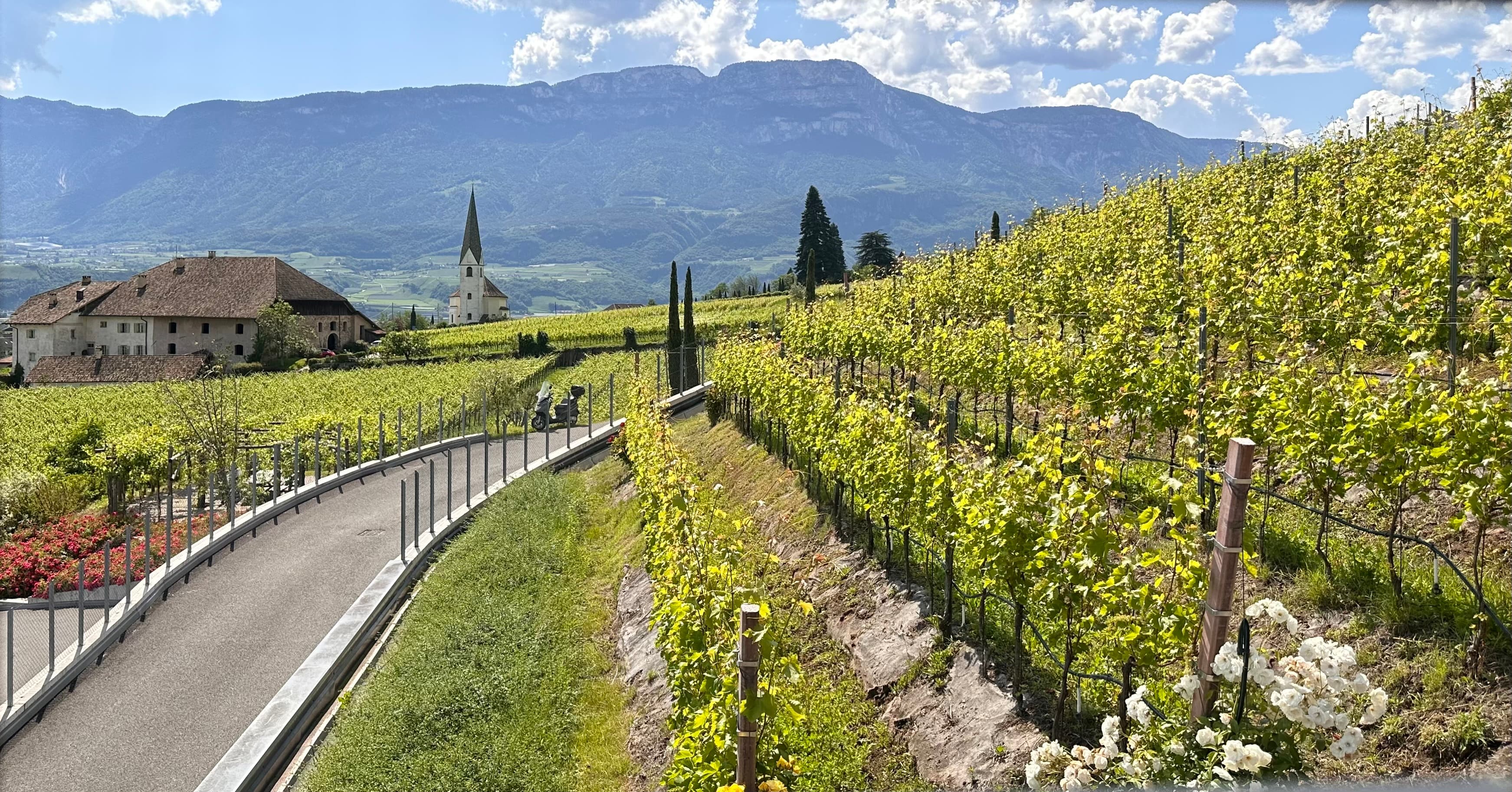 Countryside vineyard