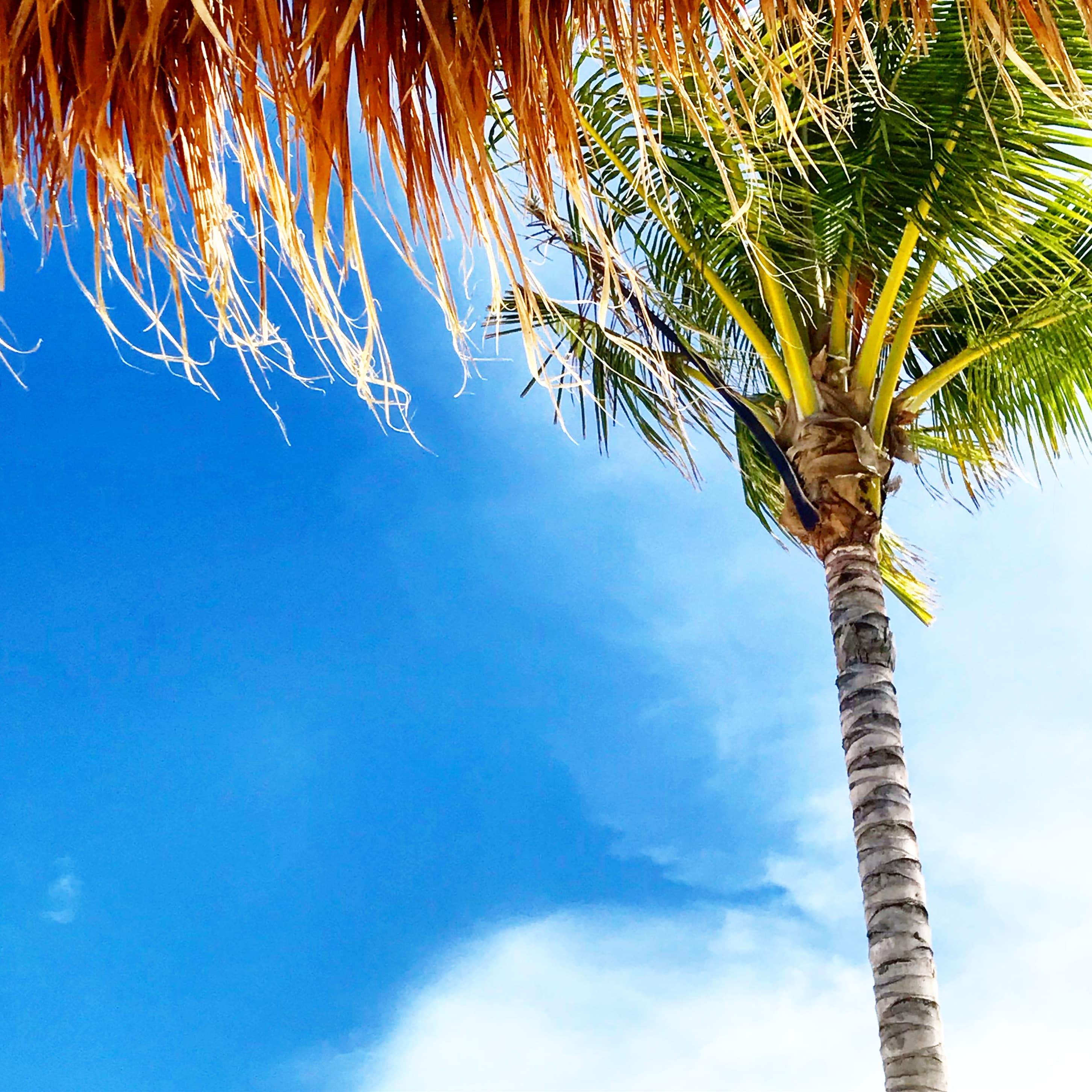 View of a tree and sky