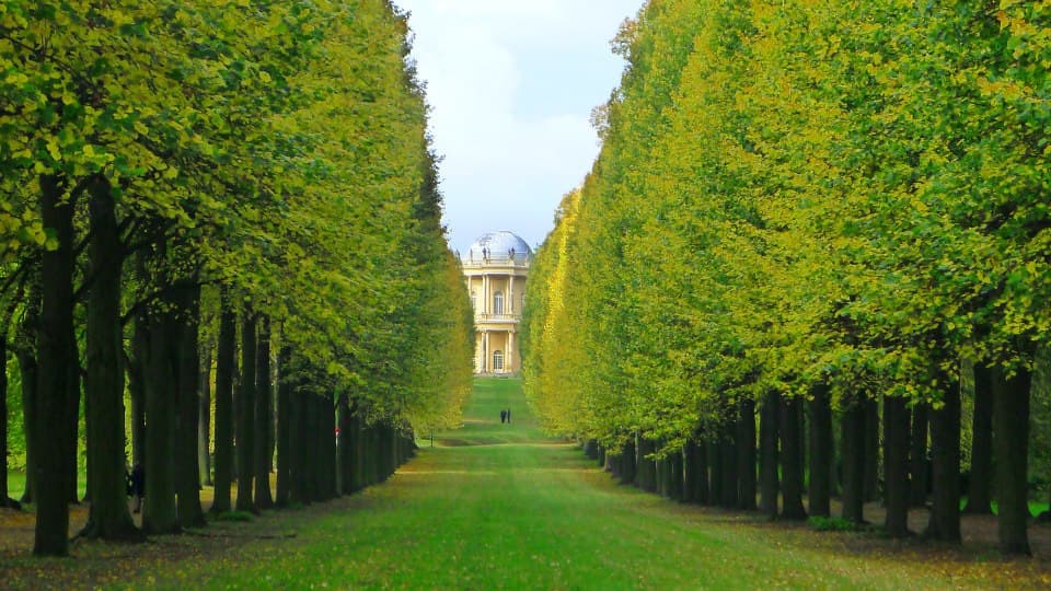 A pathway between a bunch of trees