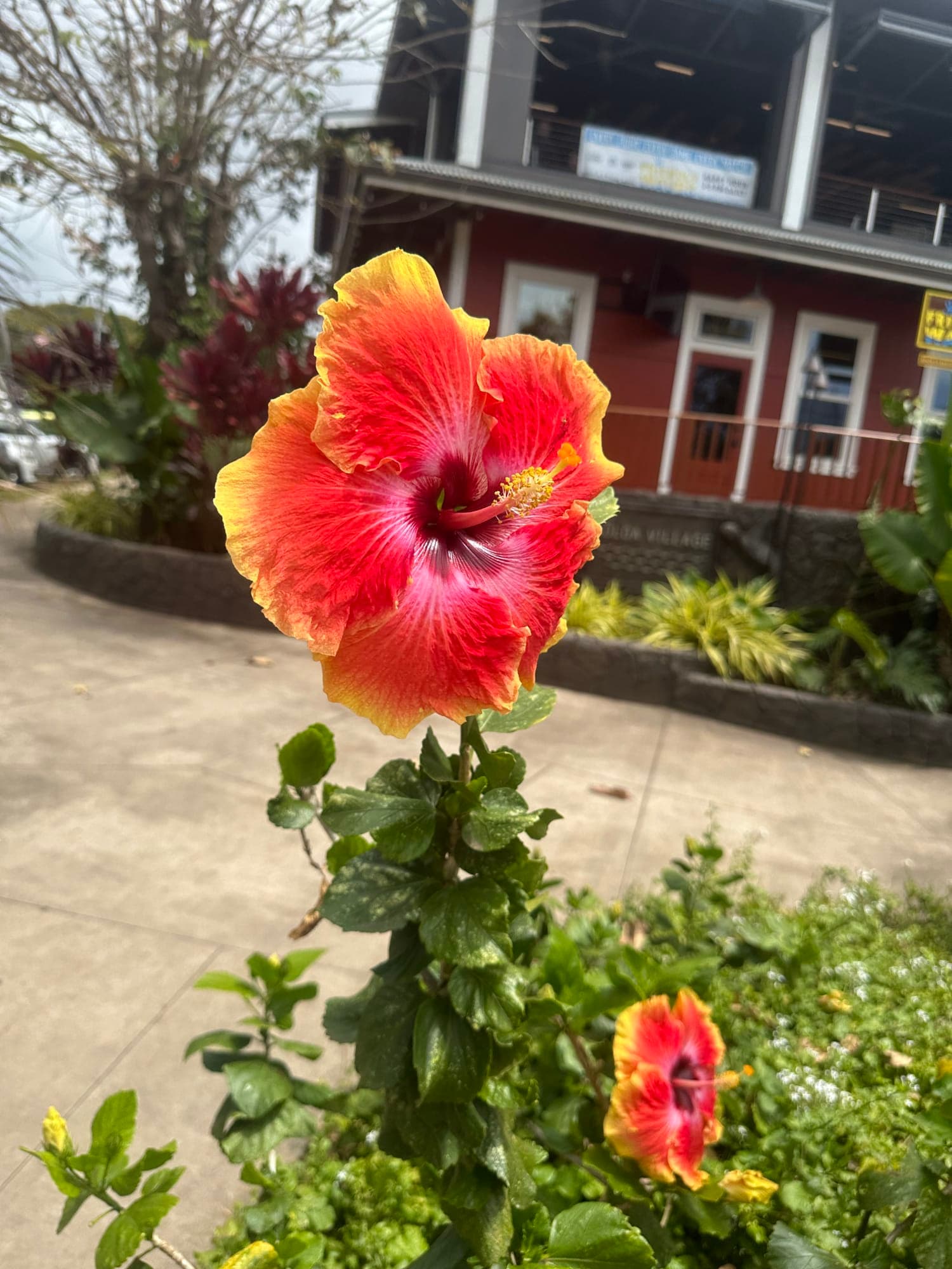 The Garden Isle of Kauai curated by Cole Anderson