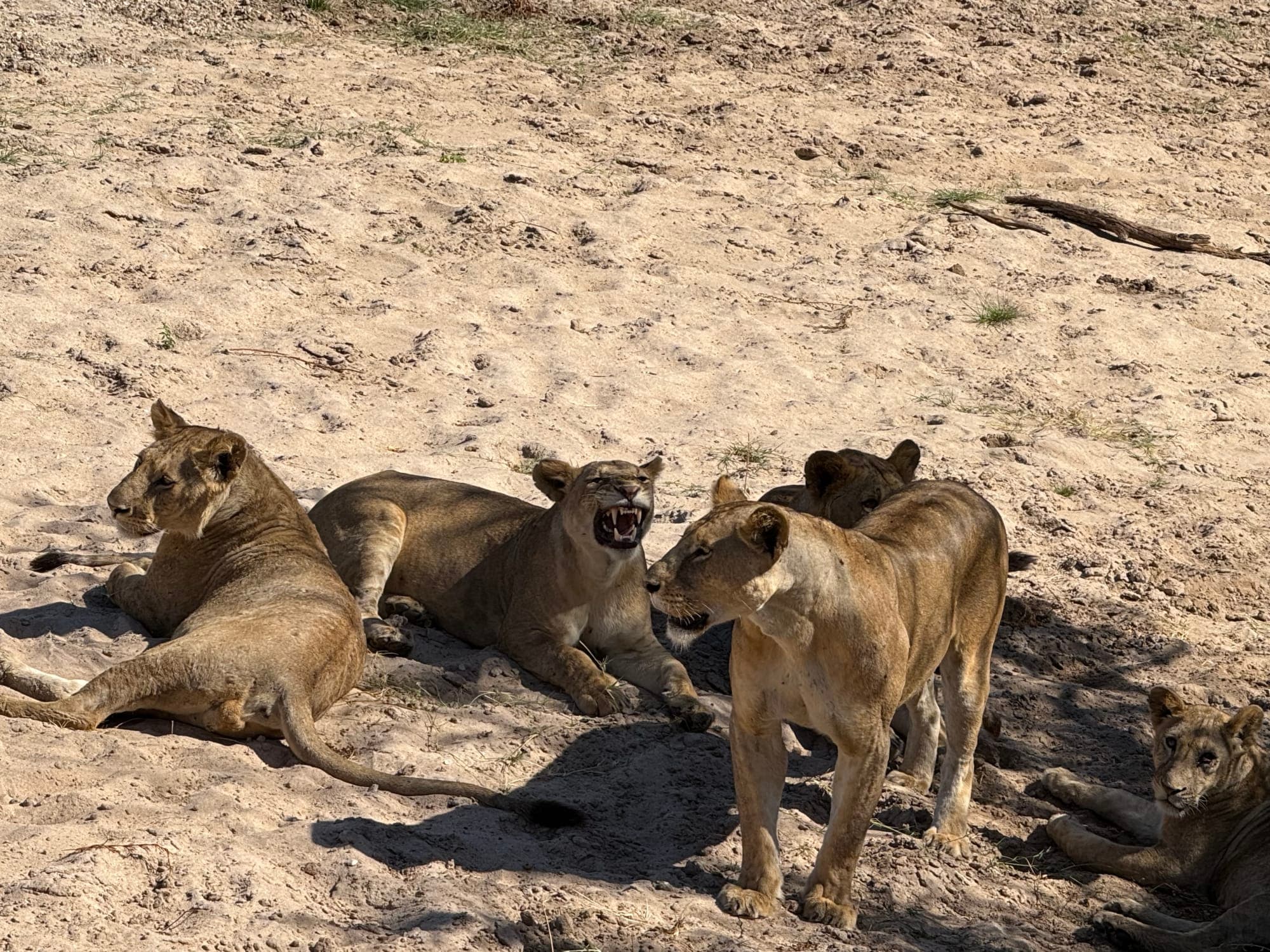 Comparing Wet and Dry Season Safaris in Tanzania curated by Elizabeth Budenholzer