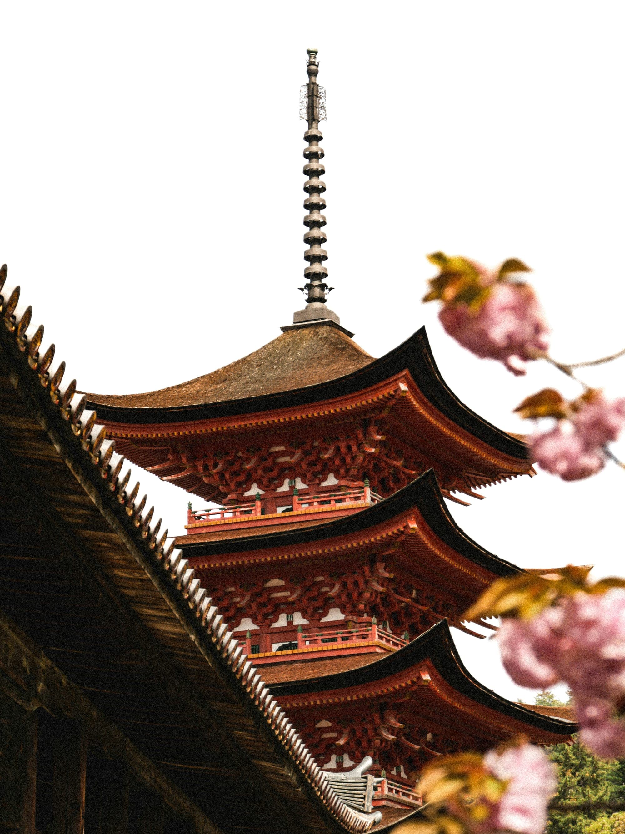 From Castles to Coastlines: Hanami Like Never Before in Western Japan curated by Nicole Todd