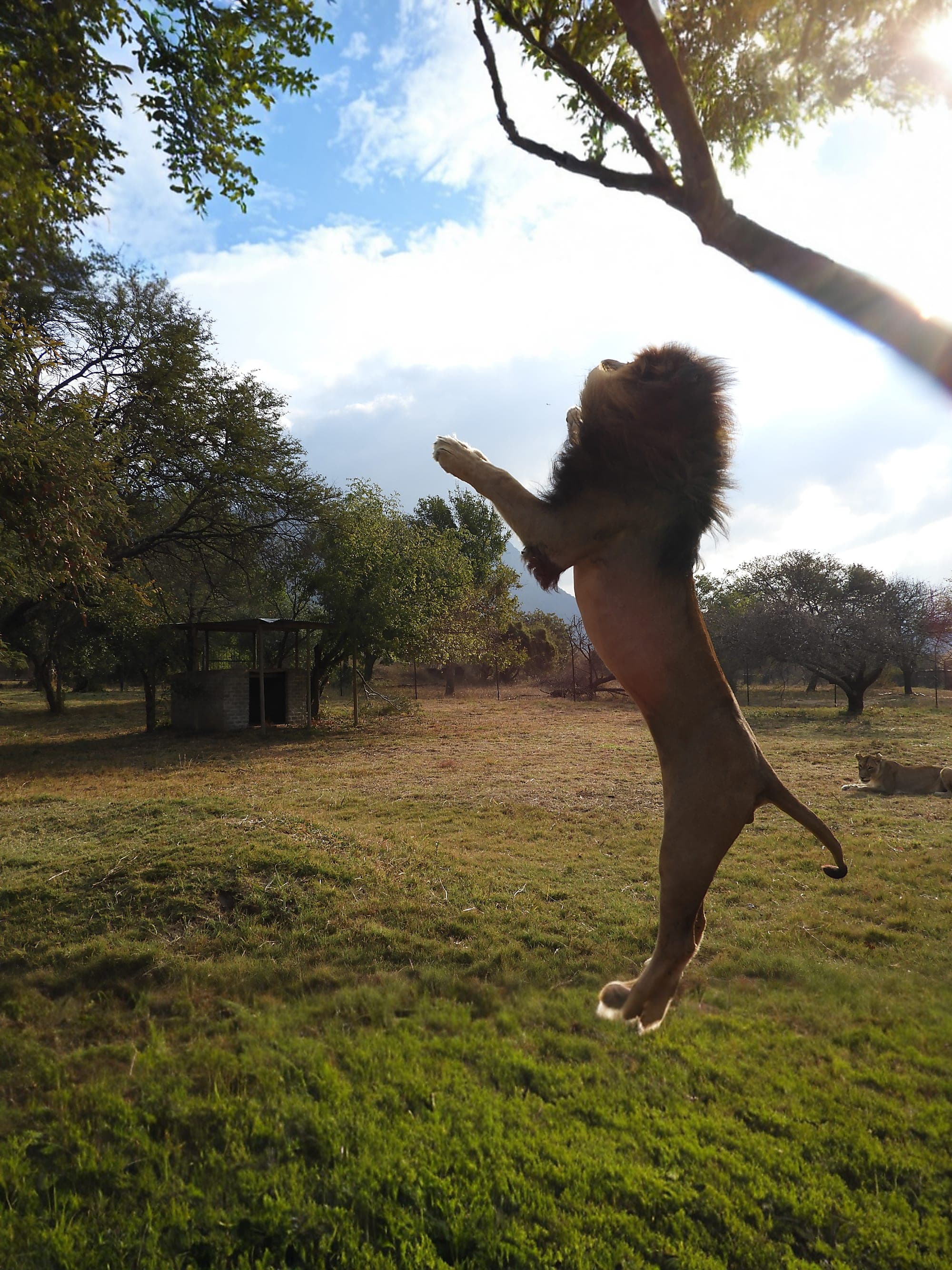 One Week in Eastern South Africa: Kruger and Johannesburg curated by Brooke Yool