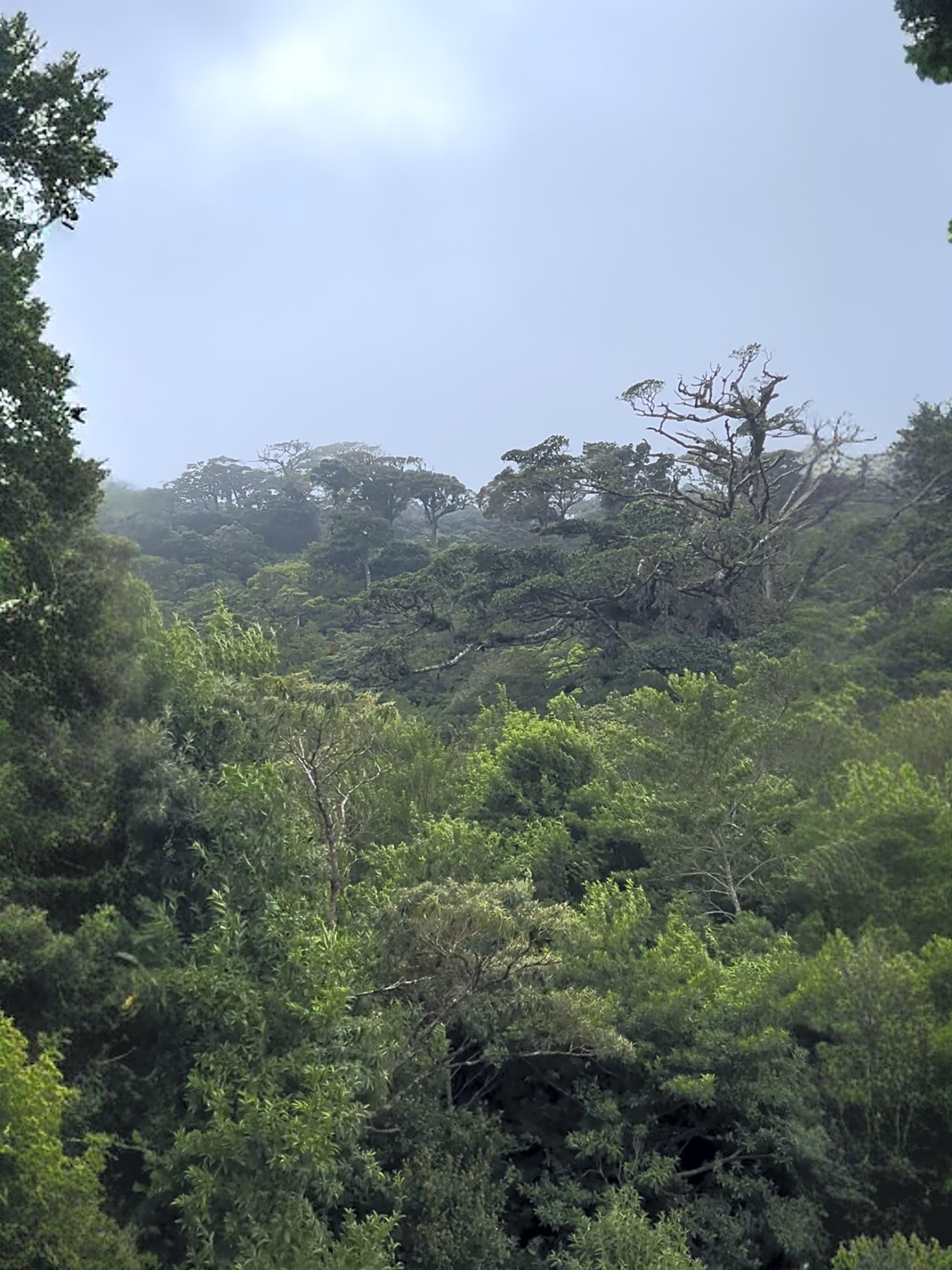 Relax in the Cloud Forest of Monteverde, Costa Rica curated by Leslie Vuong