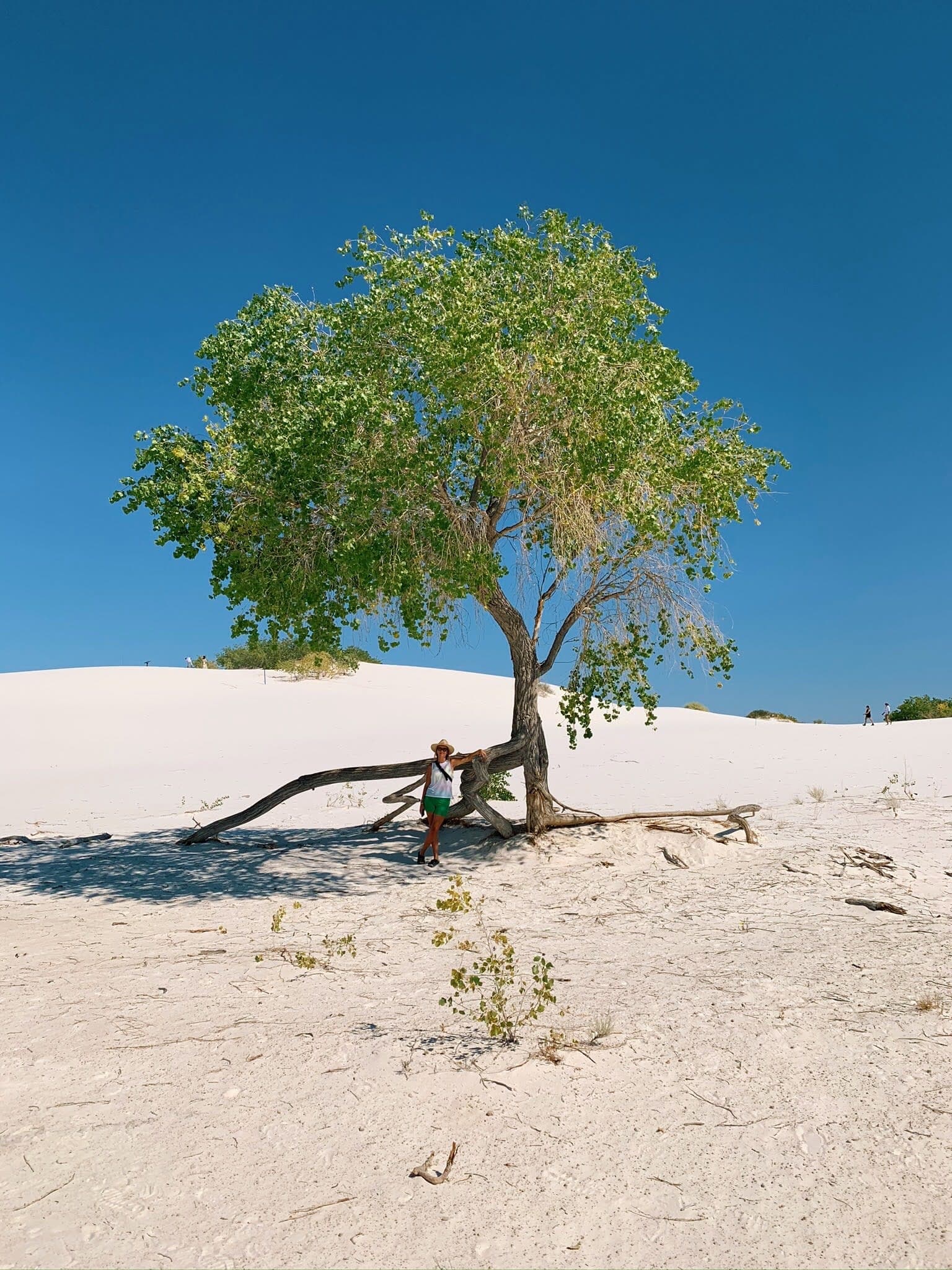Beautiful tree at white sand national park
