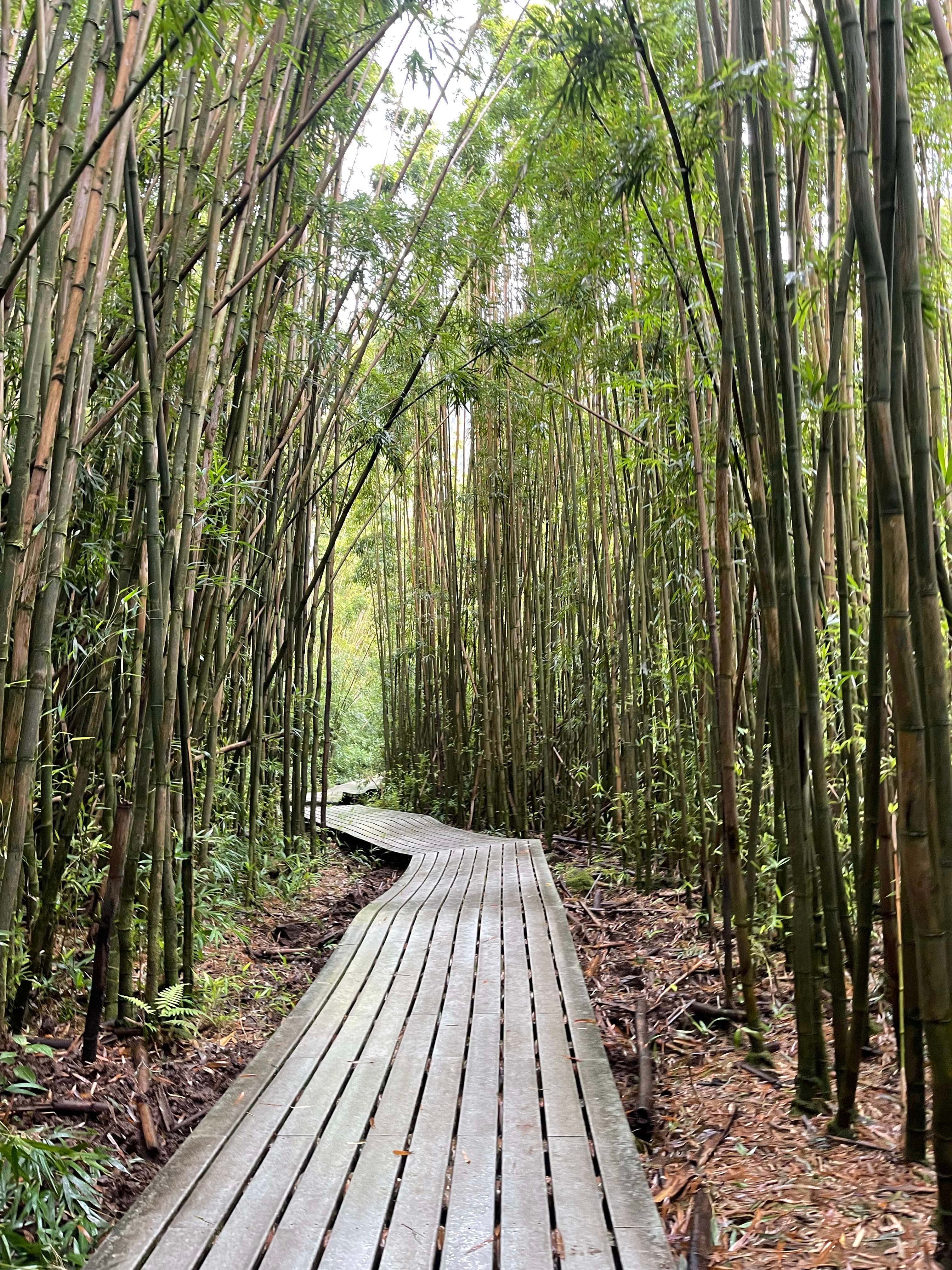 View of a path in the forest