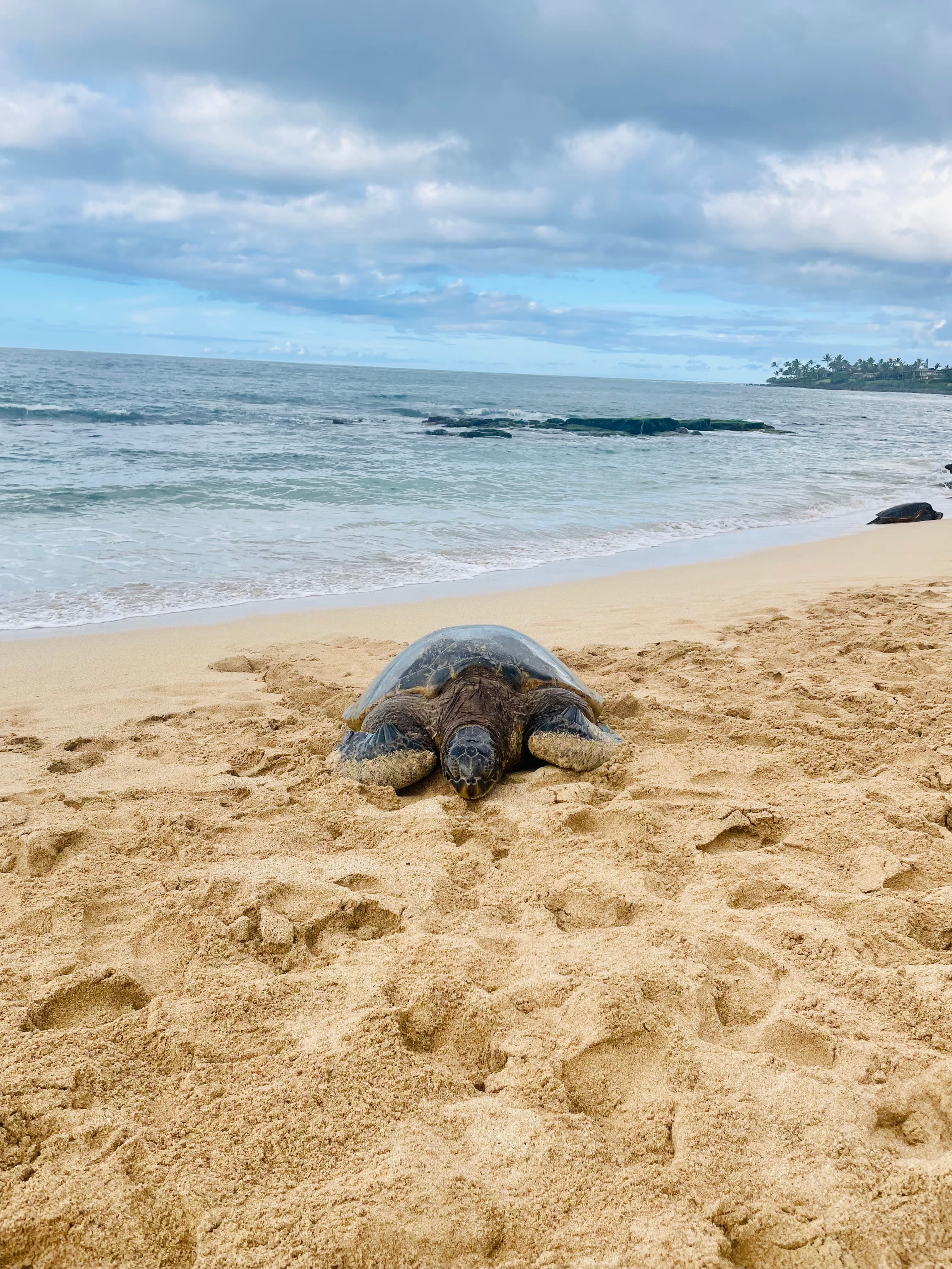 Photo of a turtle on the beach