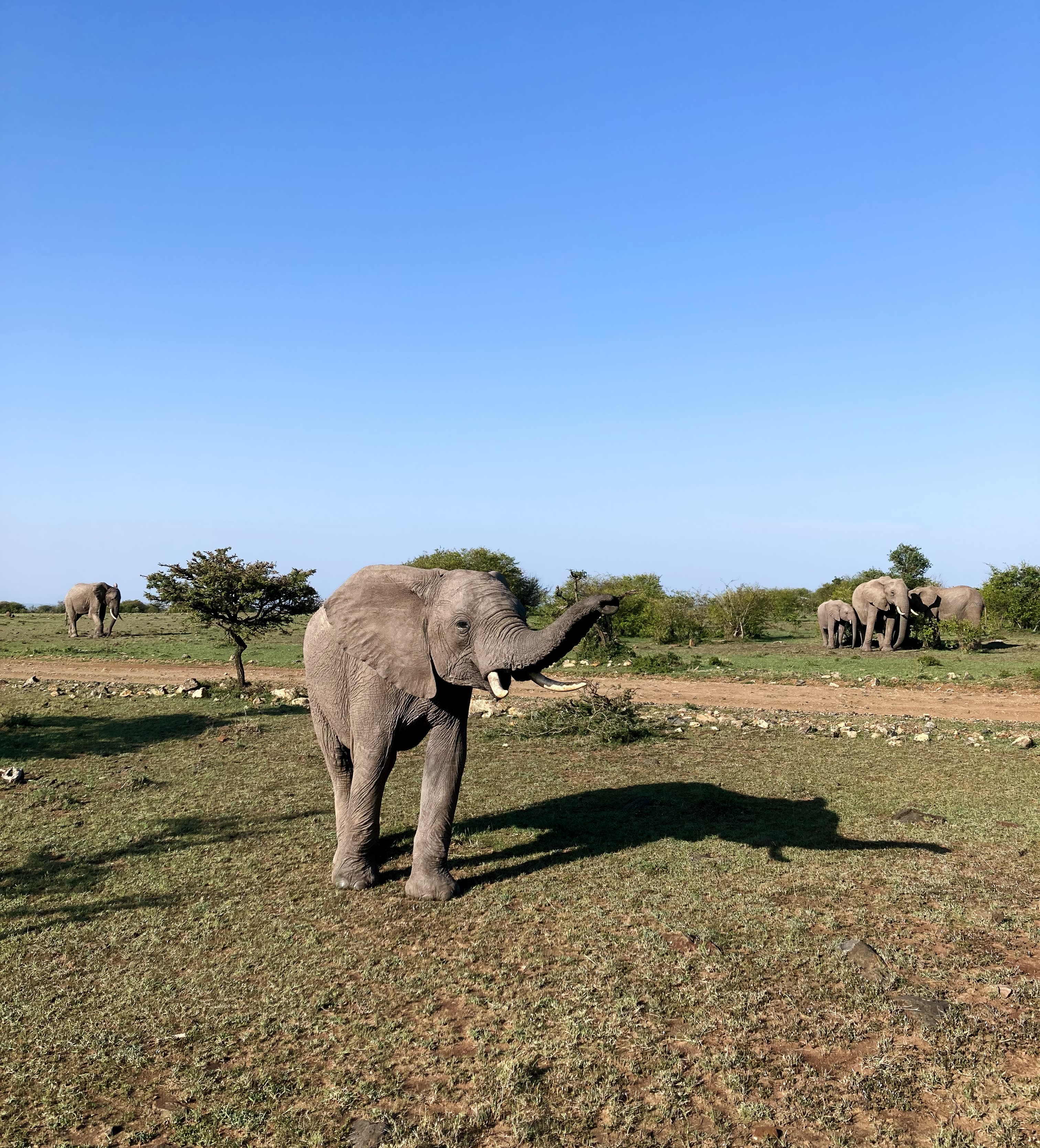 Elephants on a nature preserve on a clear day.