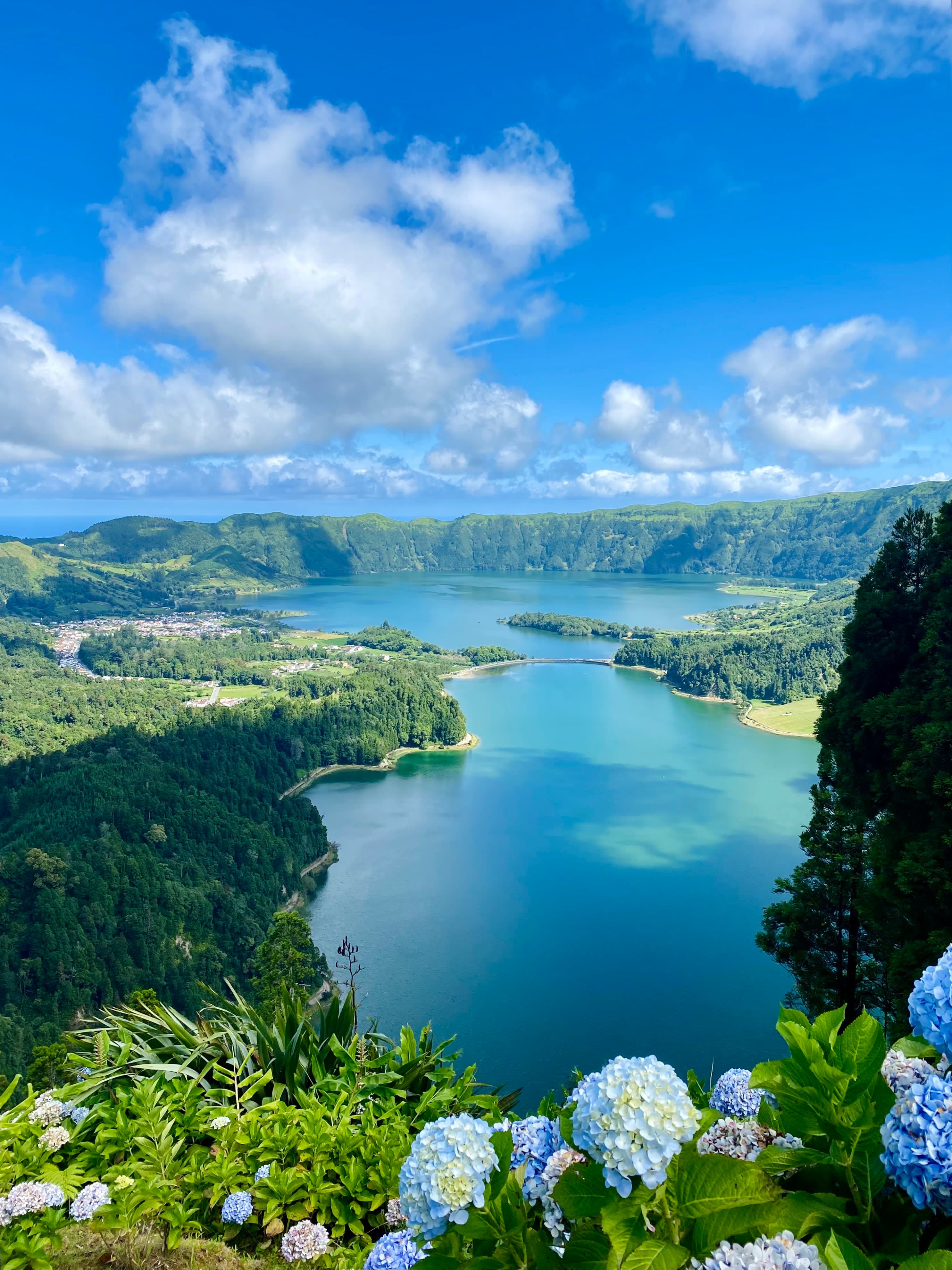 Blue hydrangeas on a green hillside overlooking water on São Miguel Island