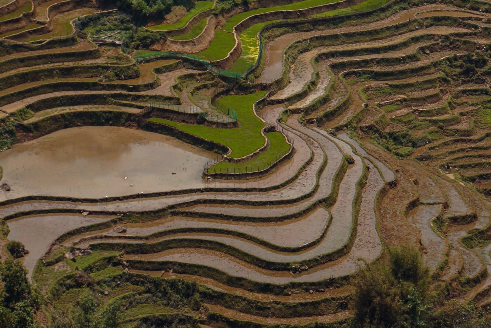 View of rice fields