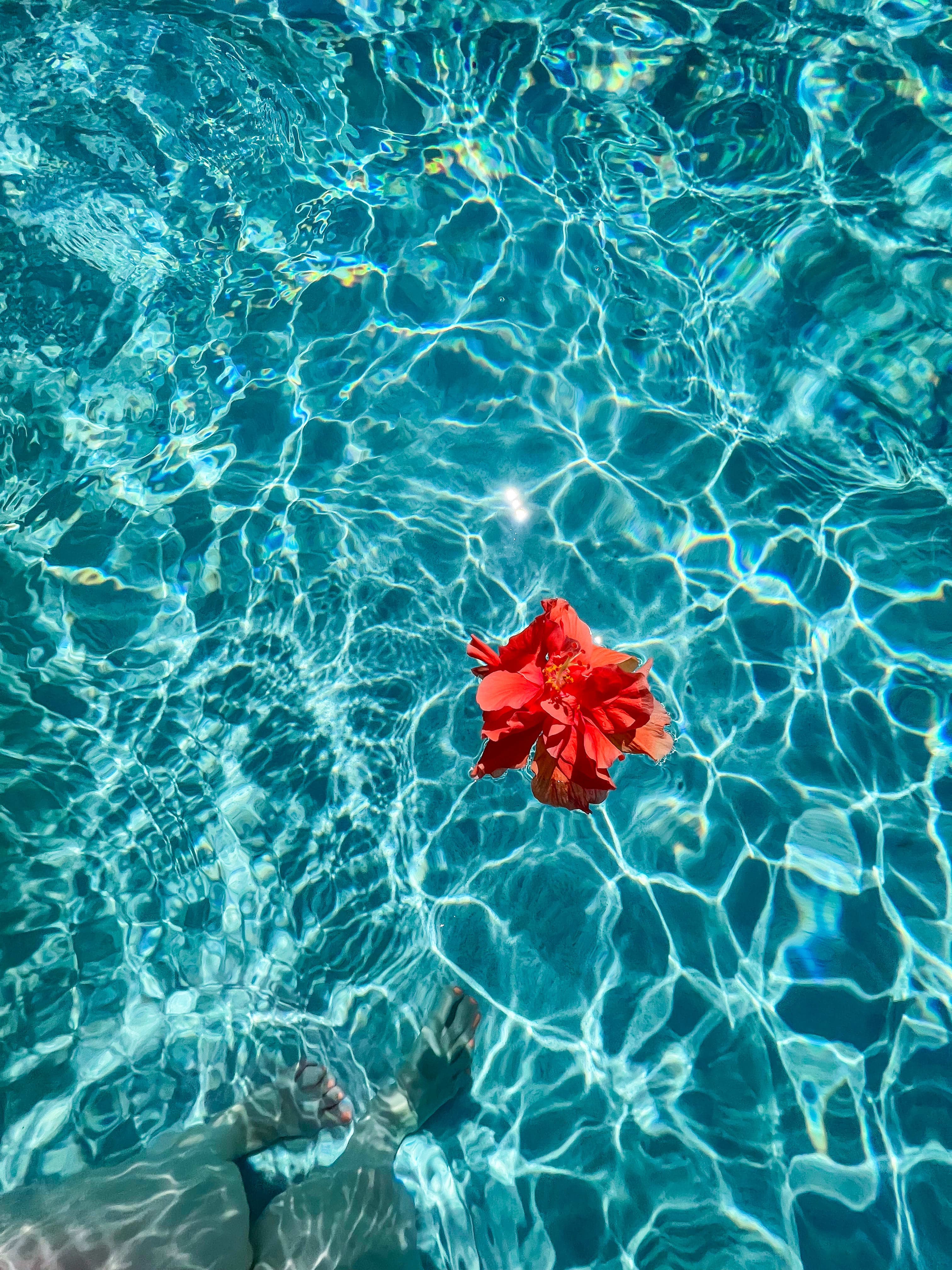 A red hibiscus flower floating in the water.