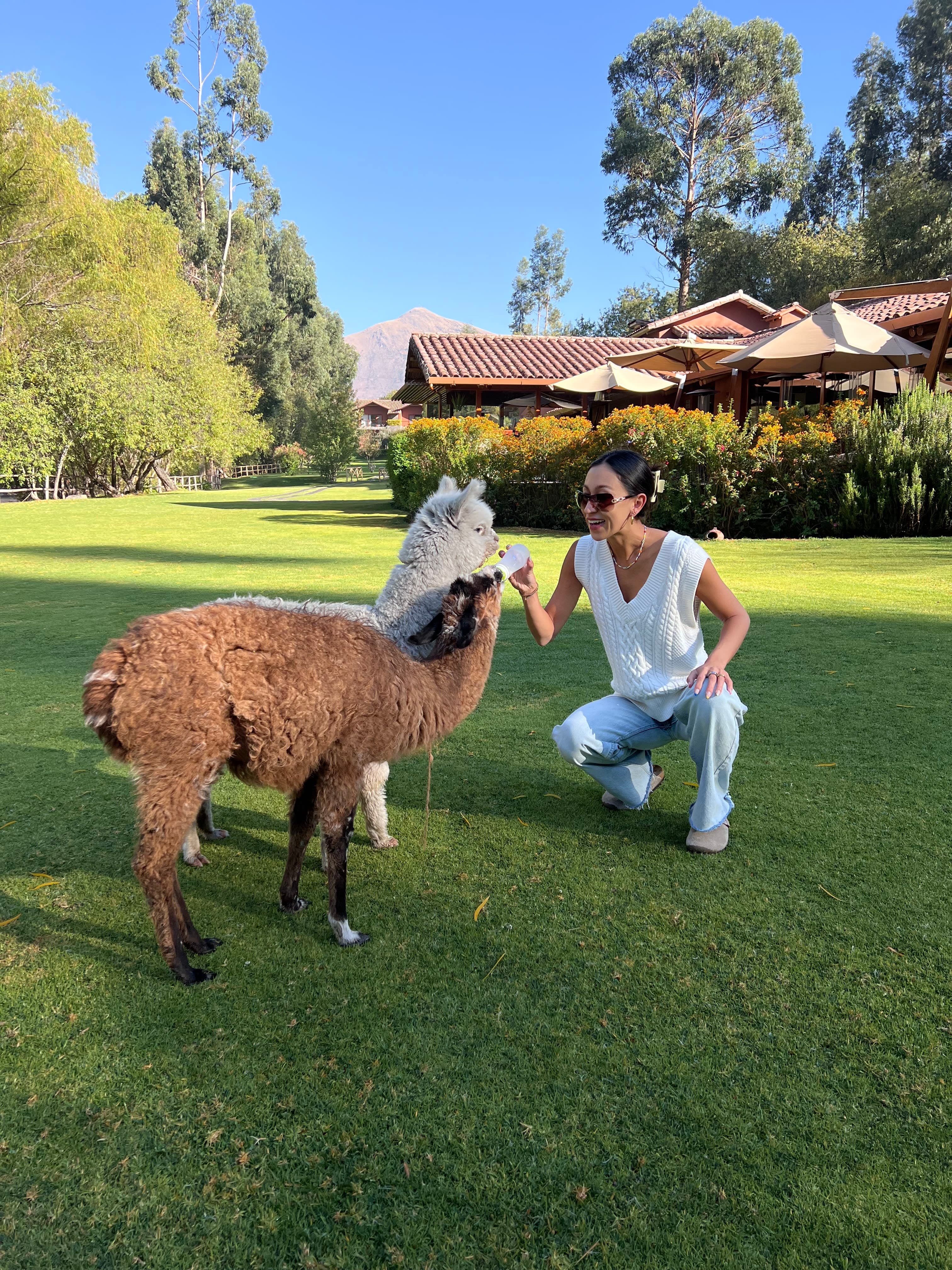 Feeding milk to Llamas