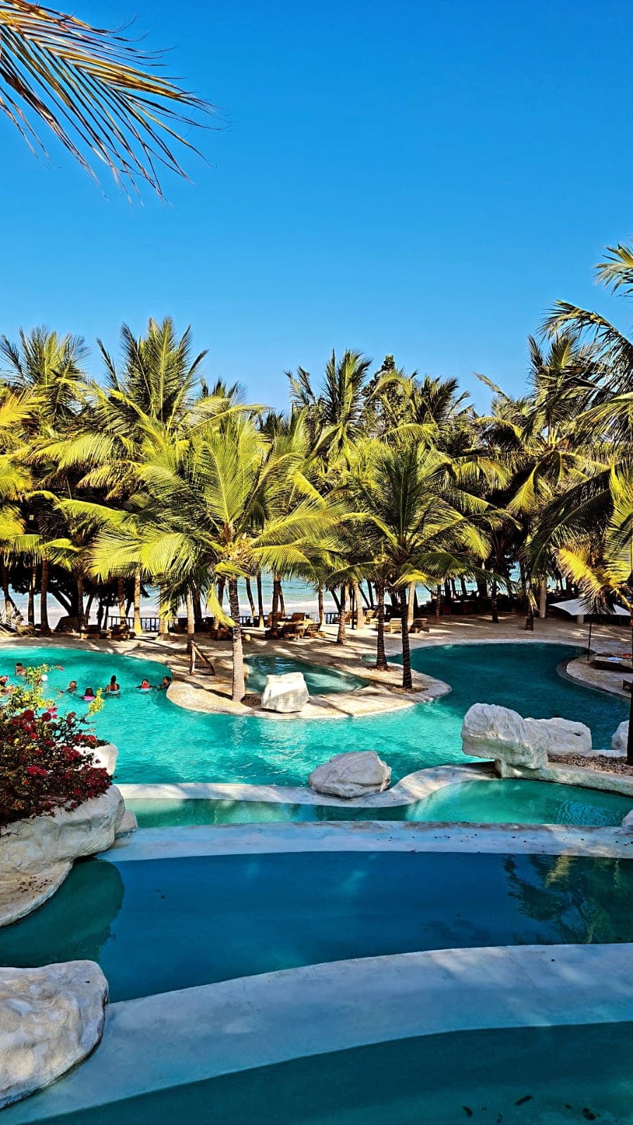 View of the pool surrounded by Palm trees