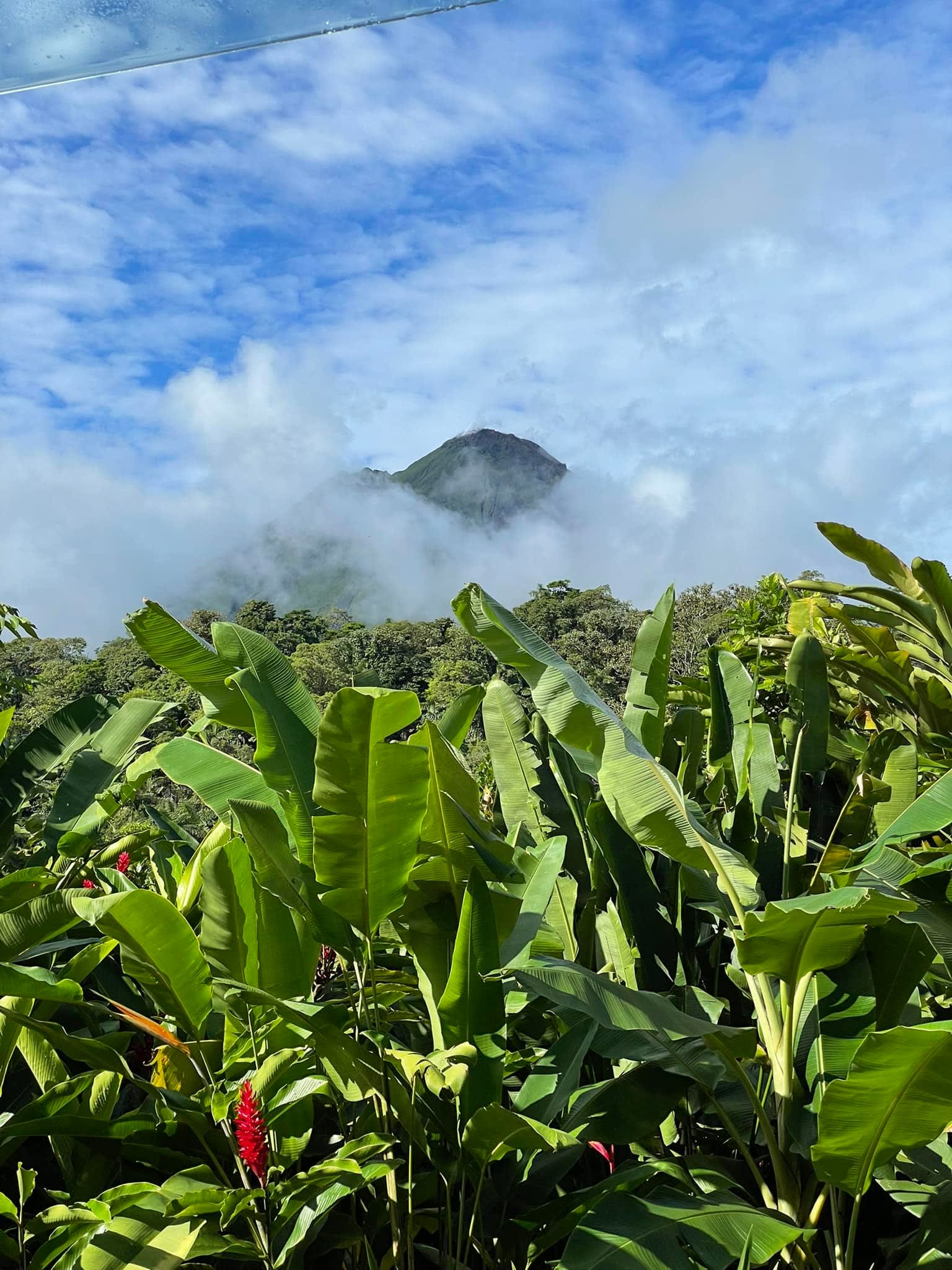 Beautiful view of a mountain surrounded by clouds with a field of lush green palms in the foreground
