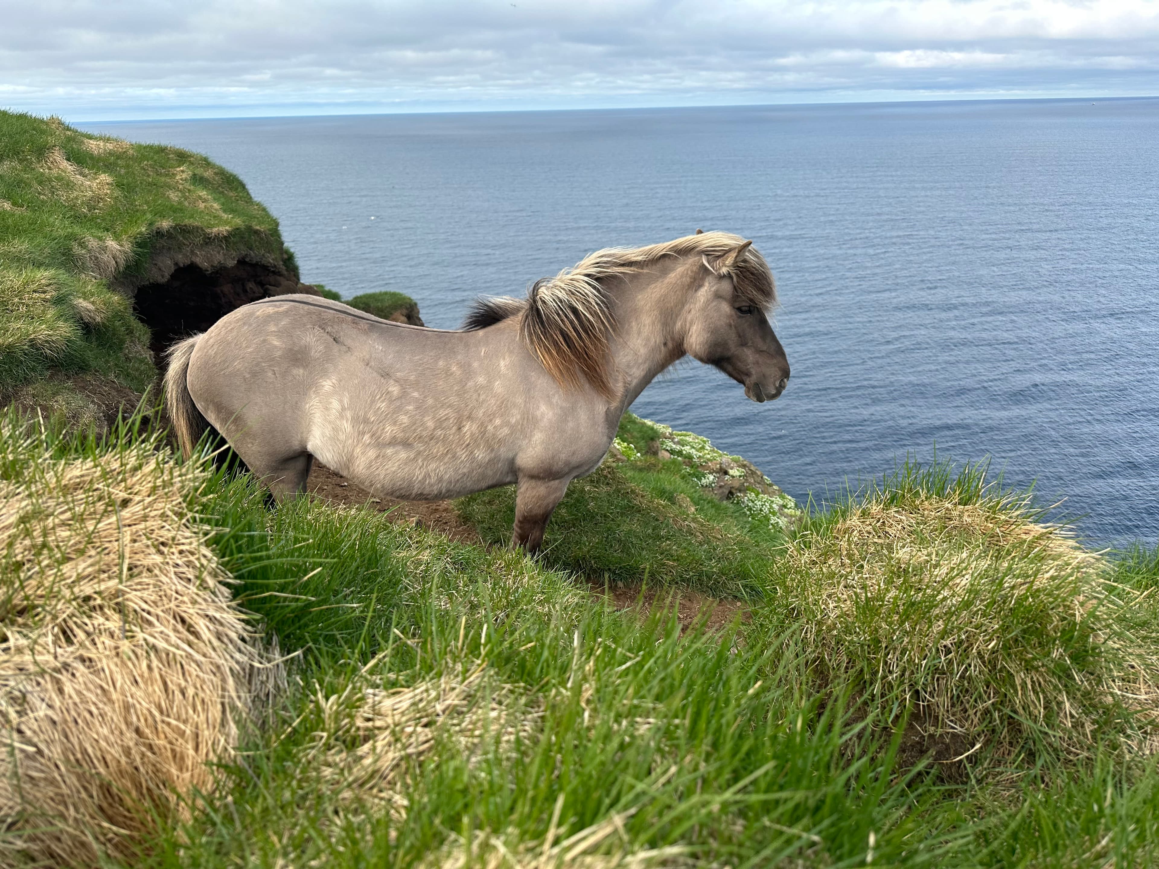 Beautiful beige and white Faroe pony grazing for grass on a cliff along the sea