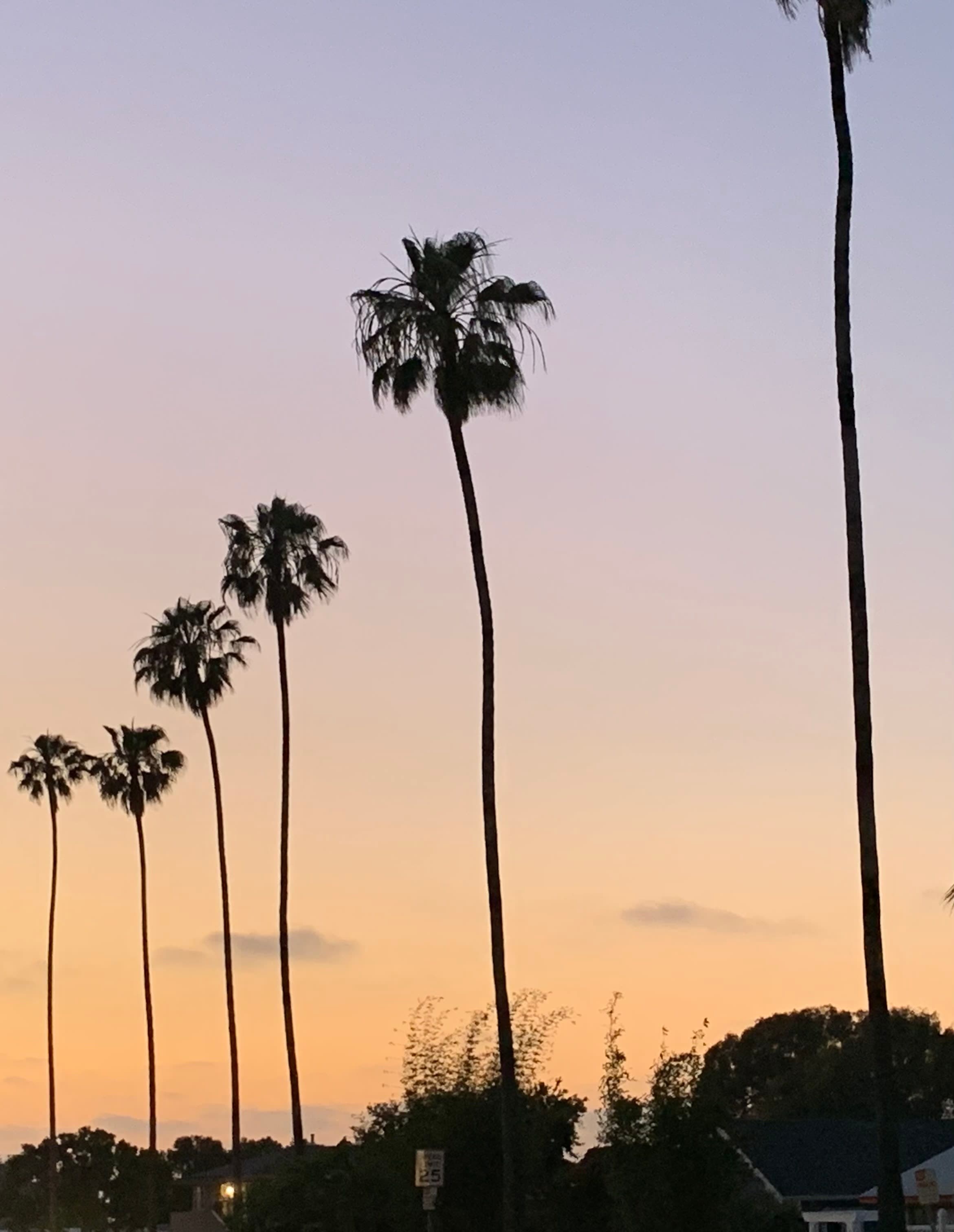 A row of tall palm trees in silhouette against an orange sky at sunset